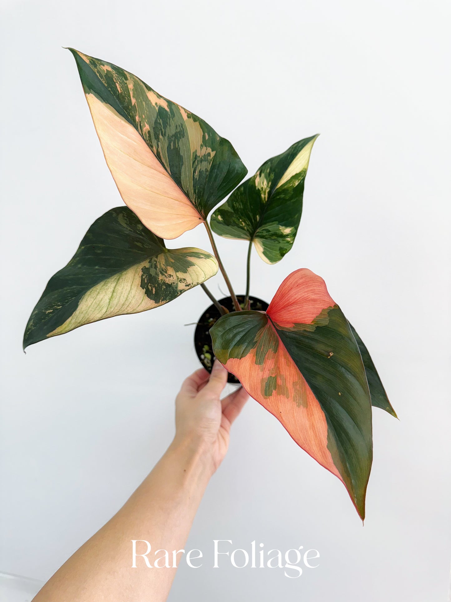 Homalomena Pink Diamond 4”