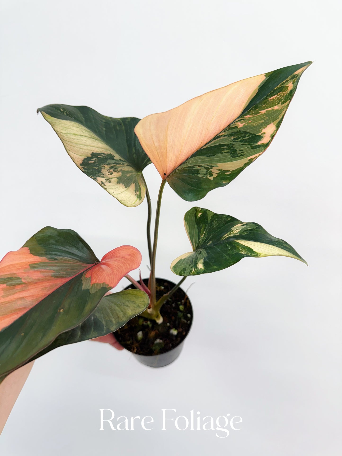 Homalomena Pink Diamond 4”