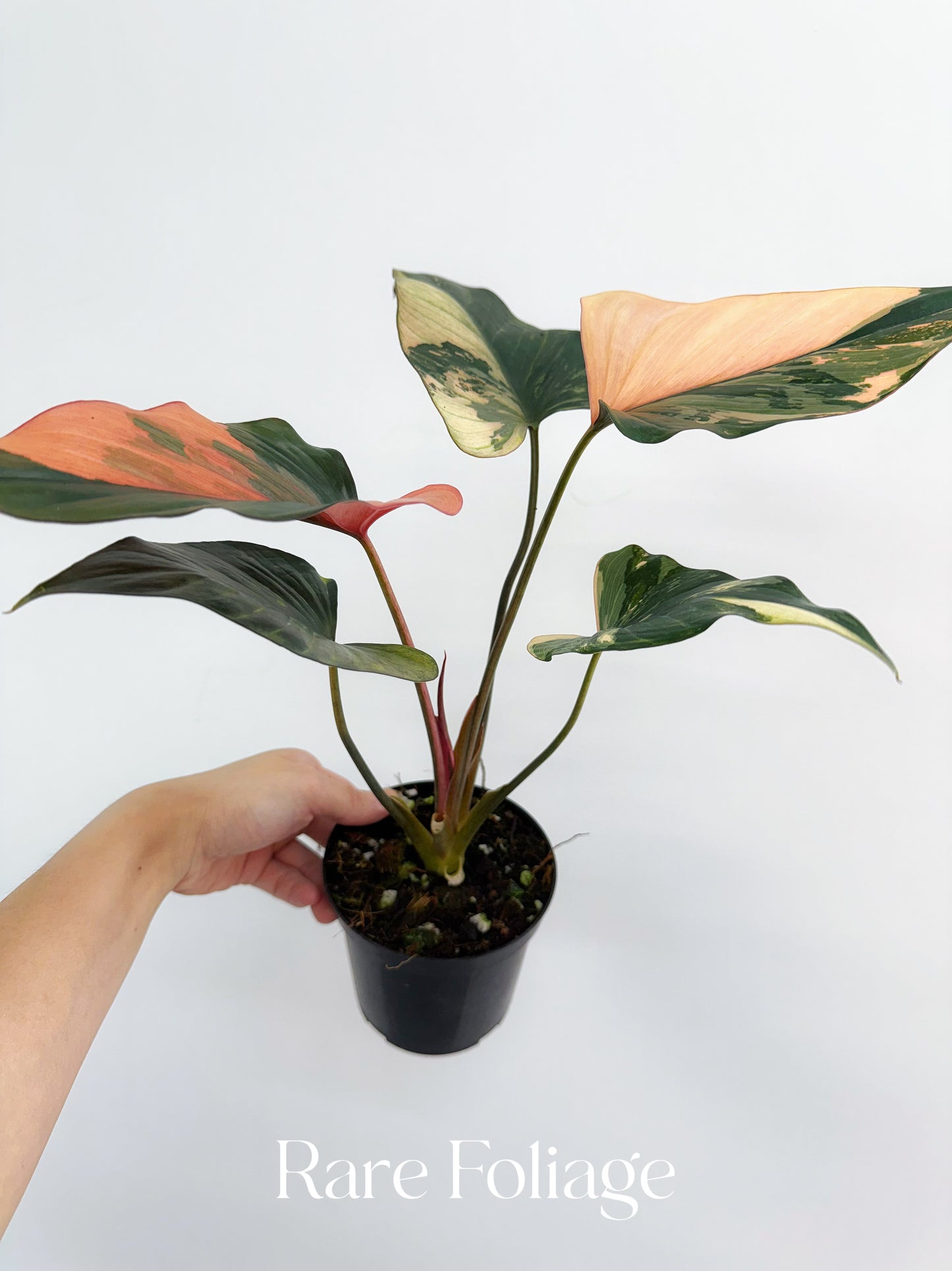 Homalomena Pink Diamond 4”