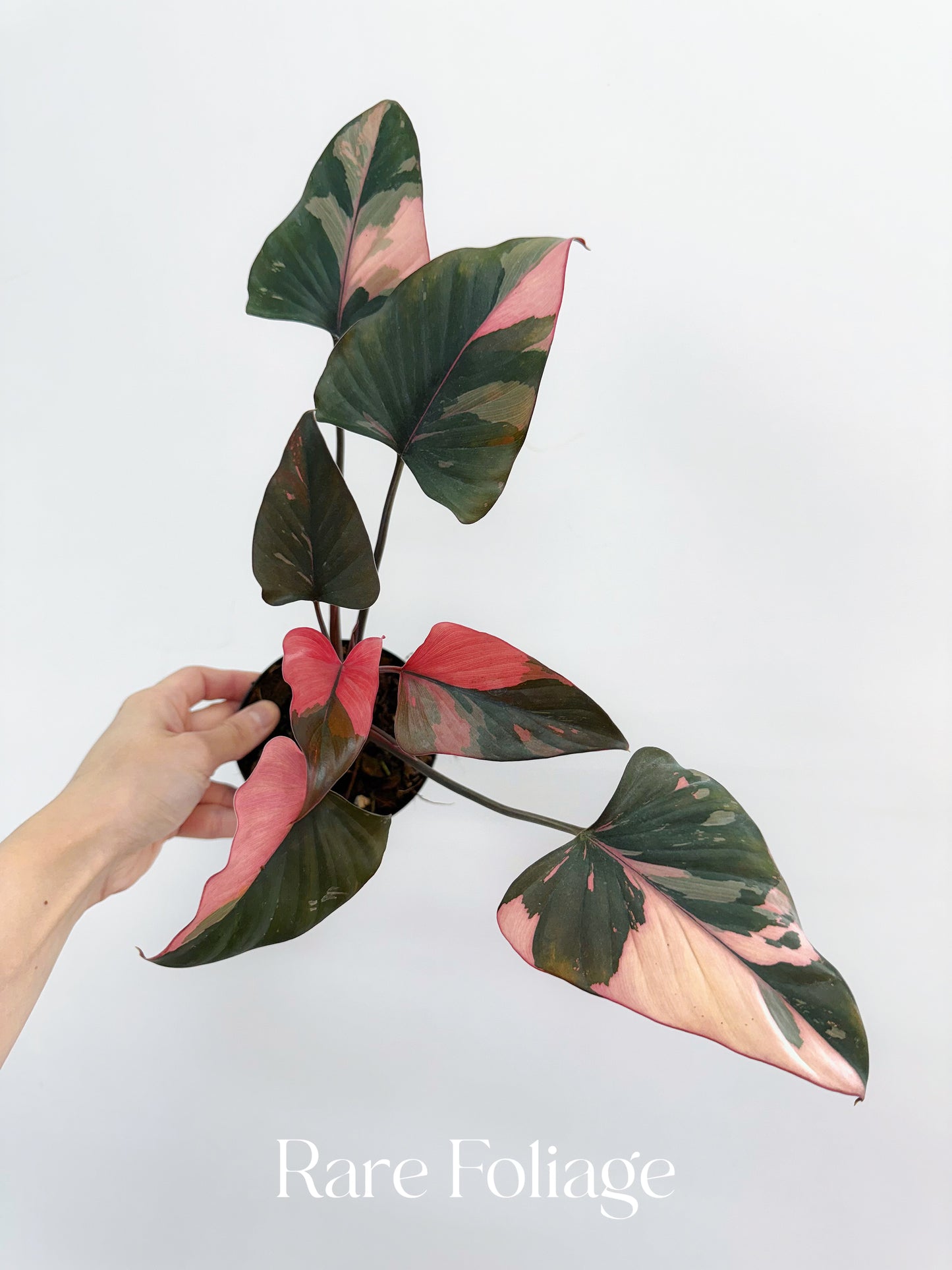 Homalomena Pink Diamond 4”