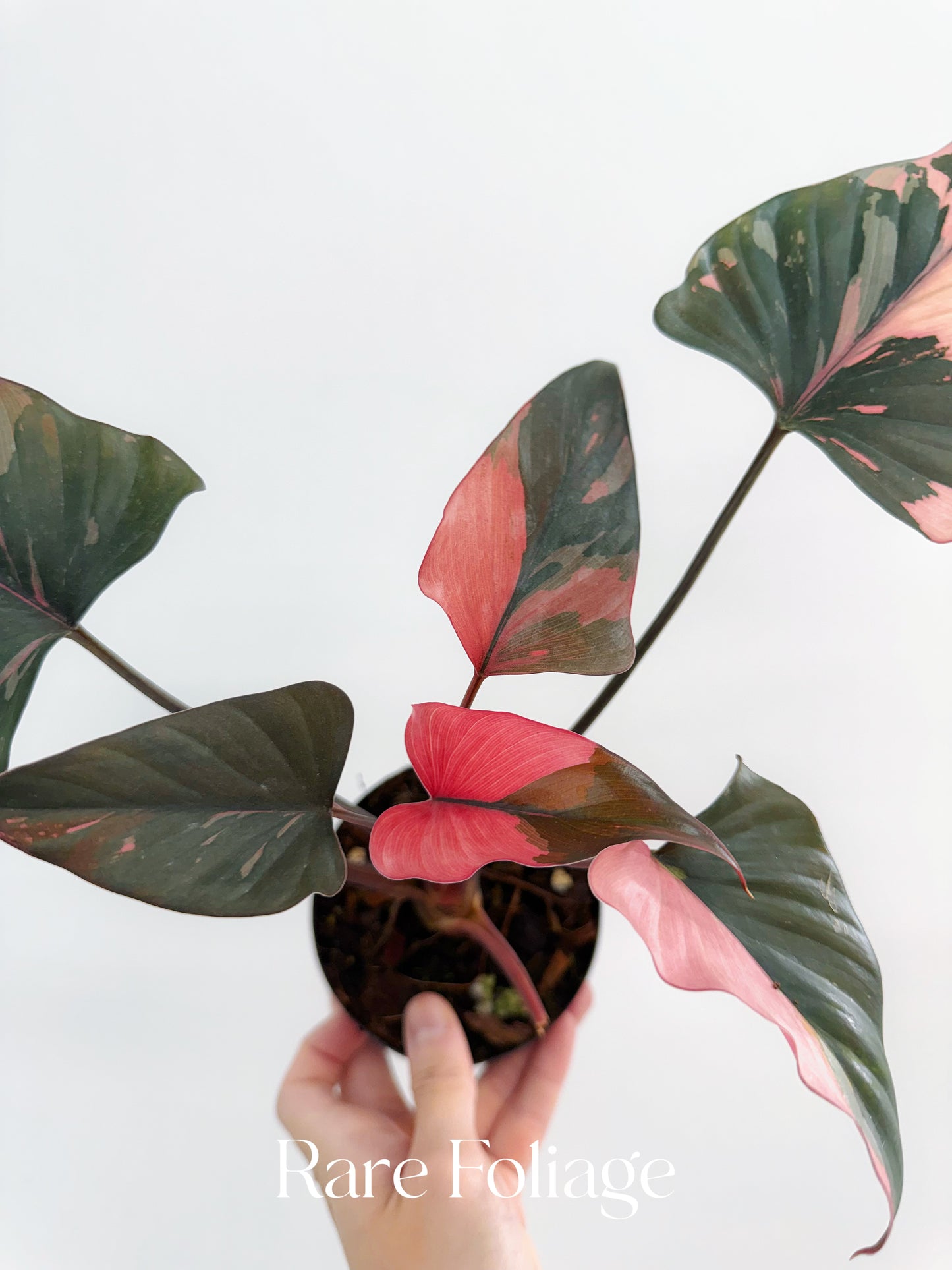 Homalomena Pink Diamond 4”