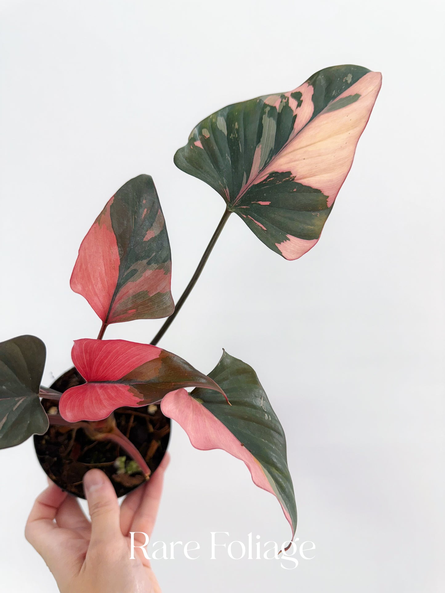 Homalomena Pink Diamond 4”