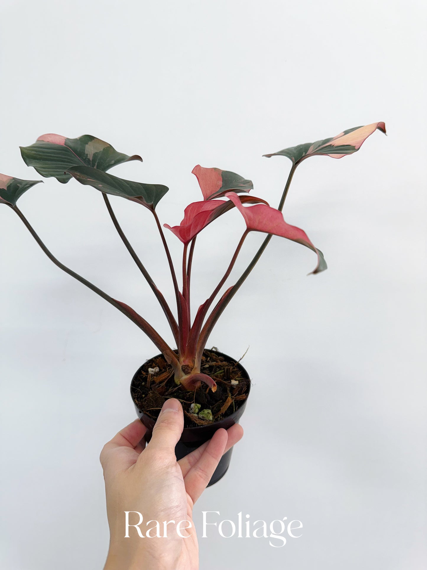 Homalomena Pink Diamond 4”