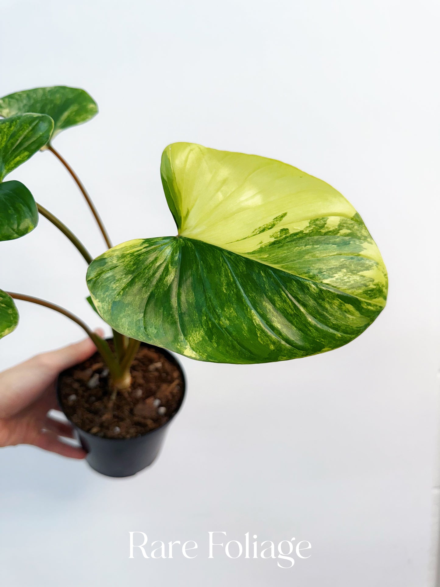 Homalomena Rubescens Variegated 4”