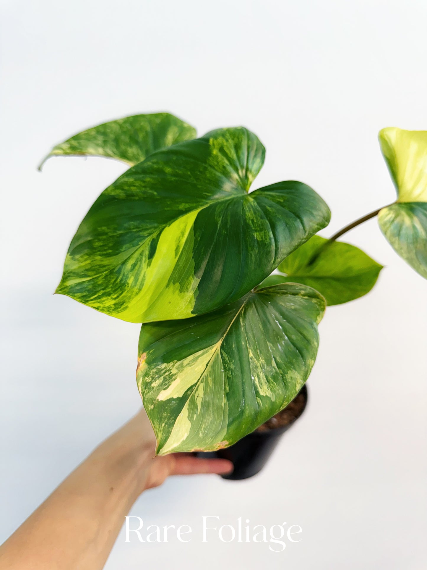 Homalomena Rubescens Variegated 4”
