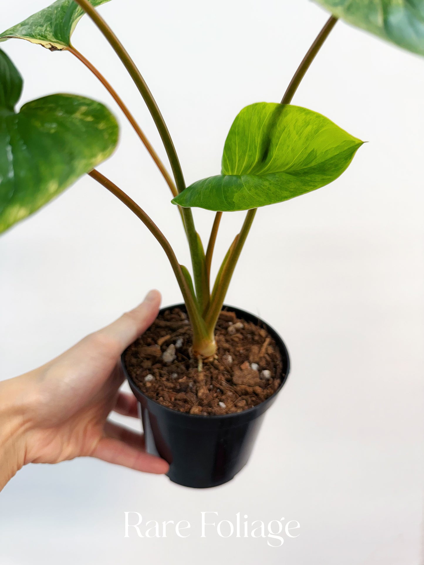 Homalomena Rubescens Variegated 4”