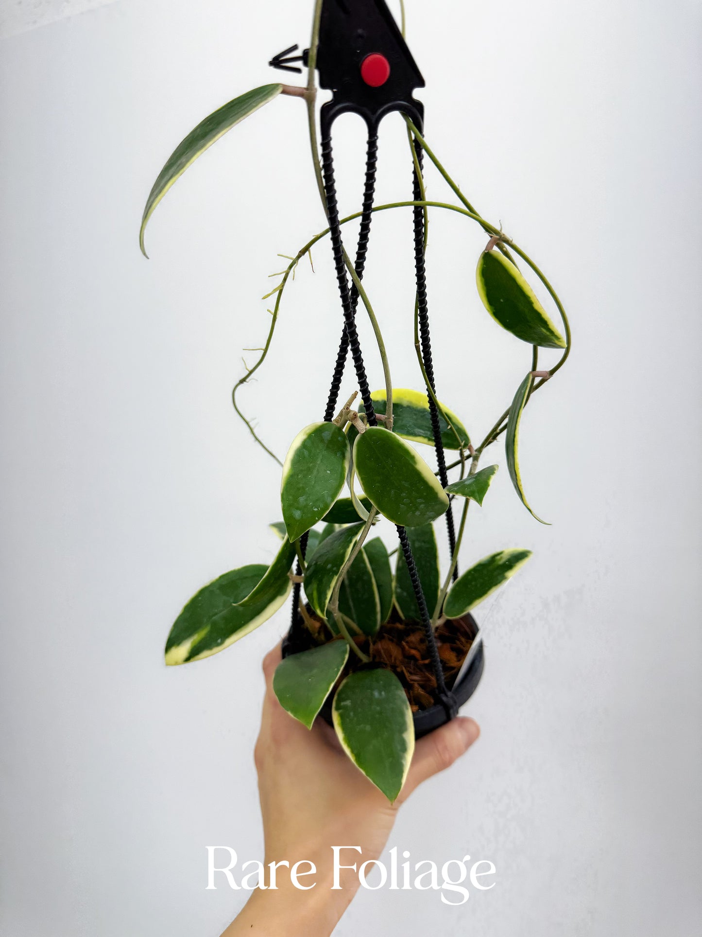 Hoya Acuta Outer Variegated 4" Hanging Basket