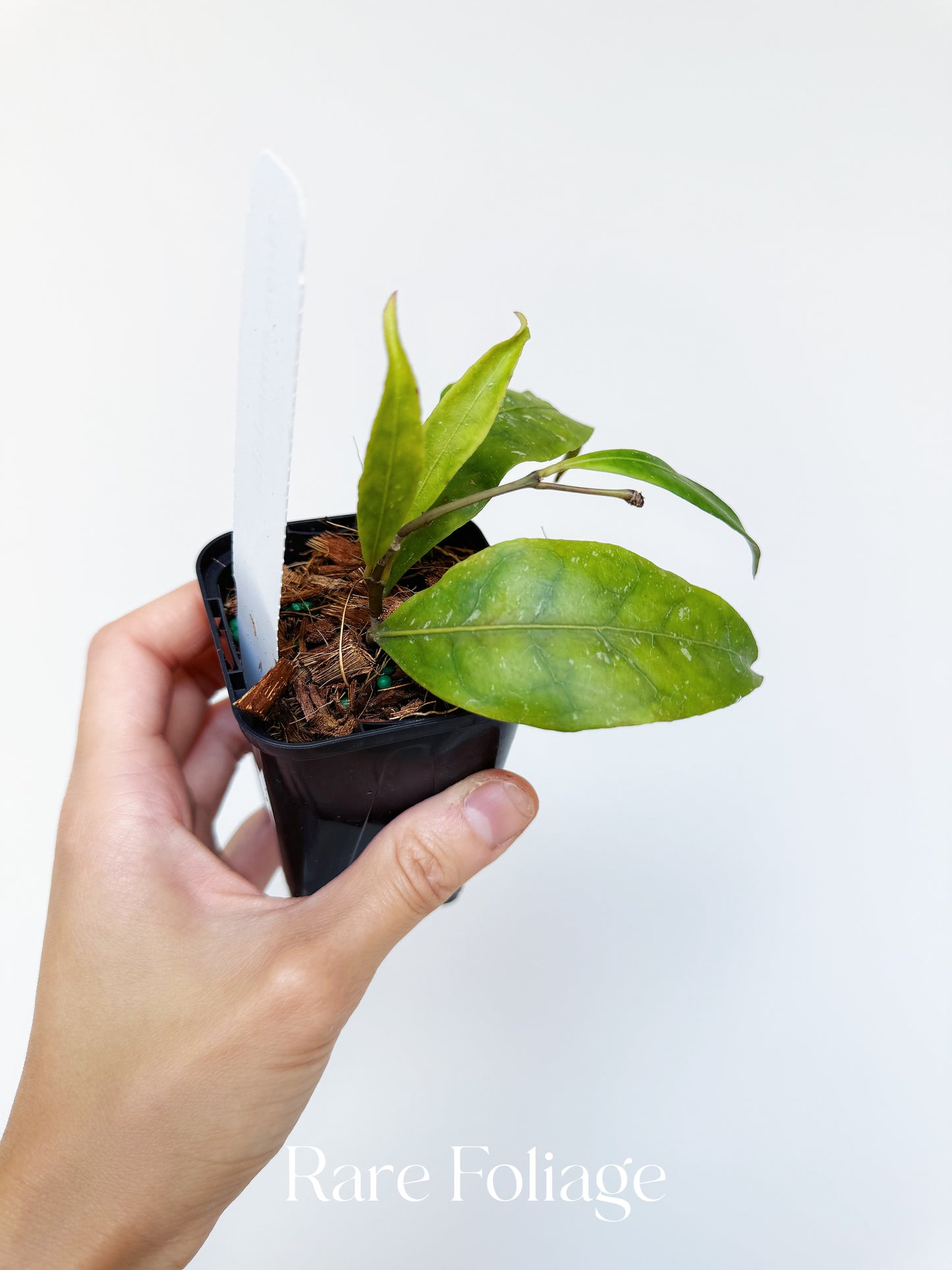 Hoya Amicabillis 3”