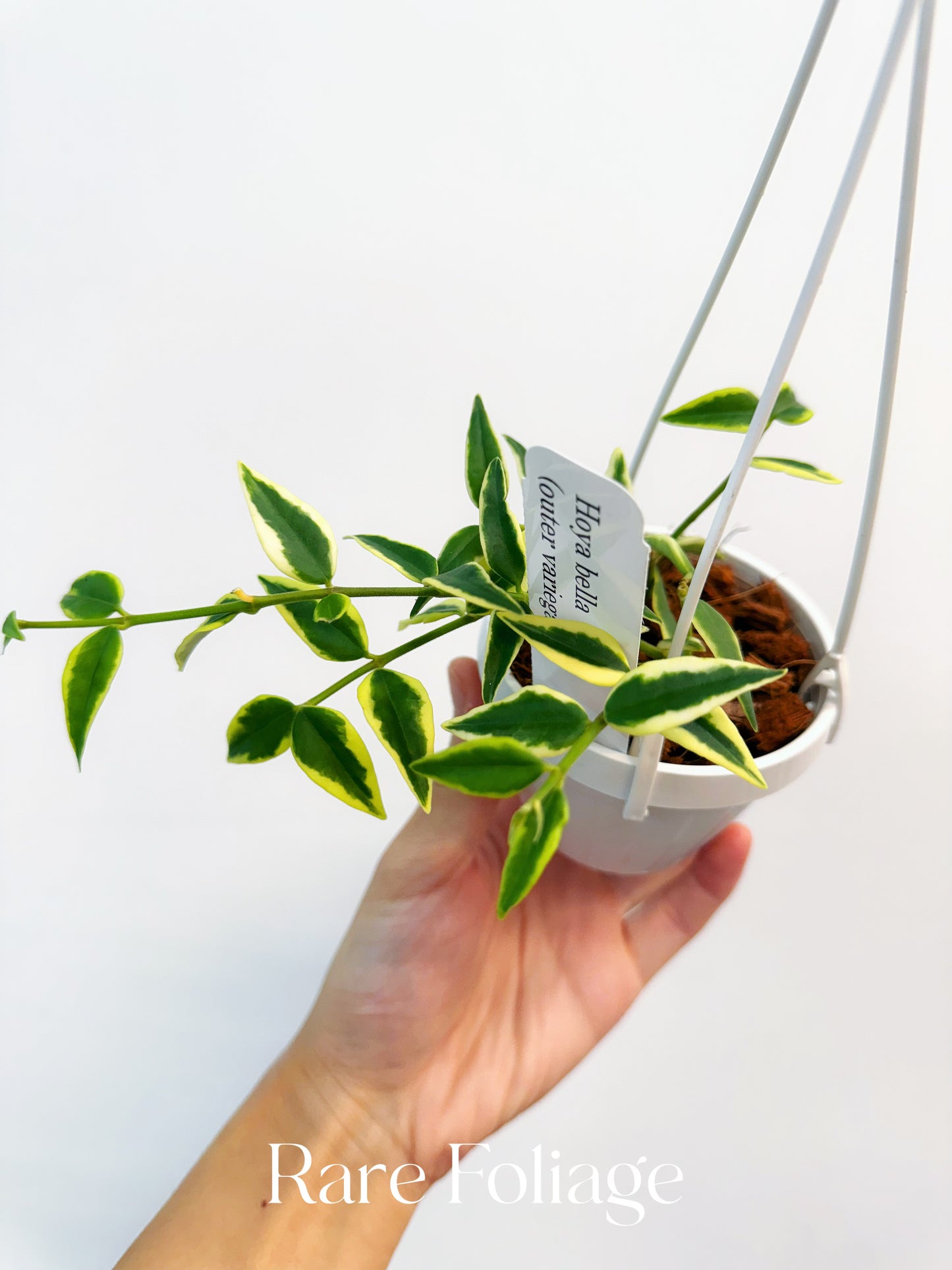 Hoya Bella Outer Variegated 3”
