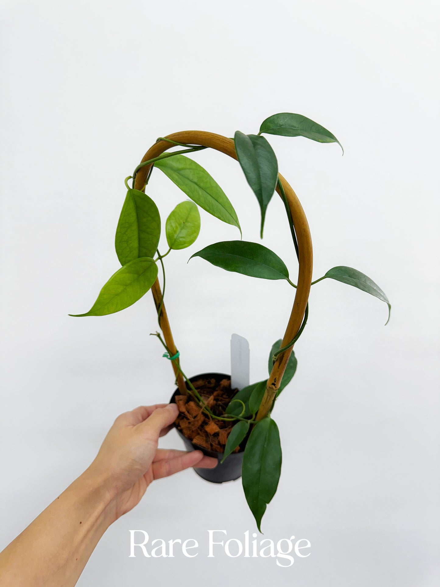 Hoya Buotii Trellis 4"