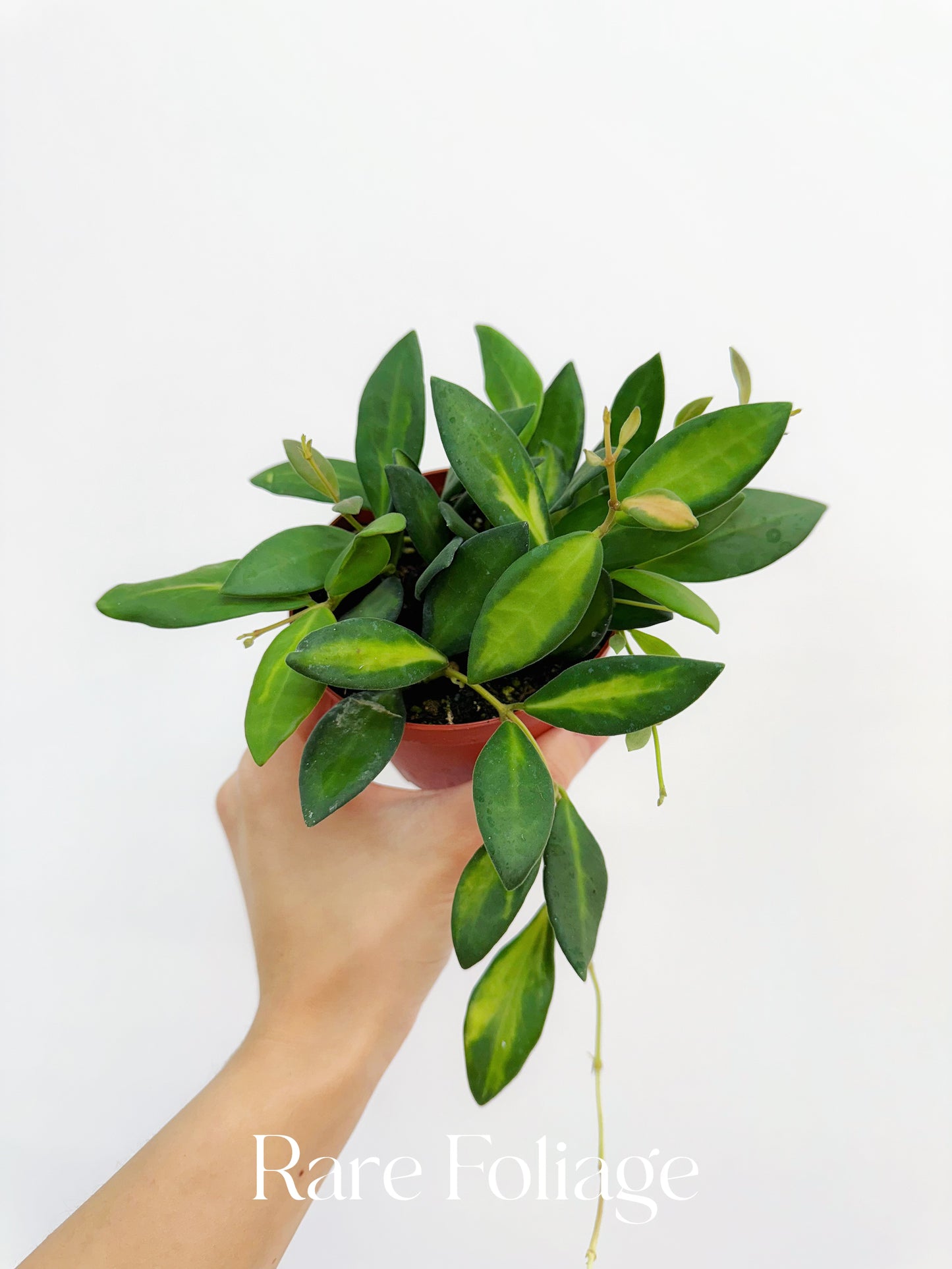 Hoya Burtoniae Variegated 4"