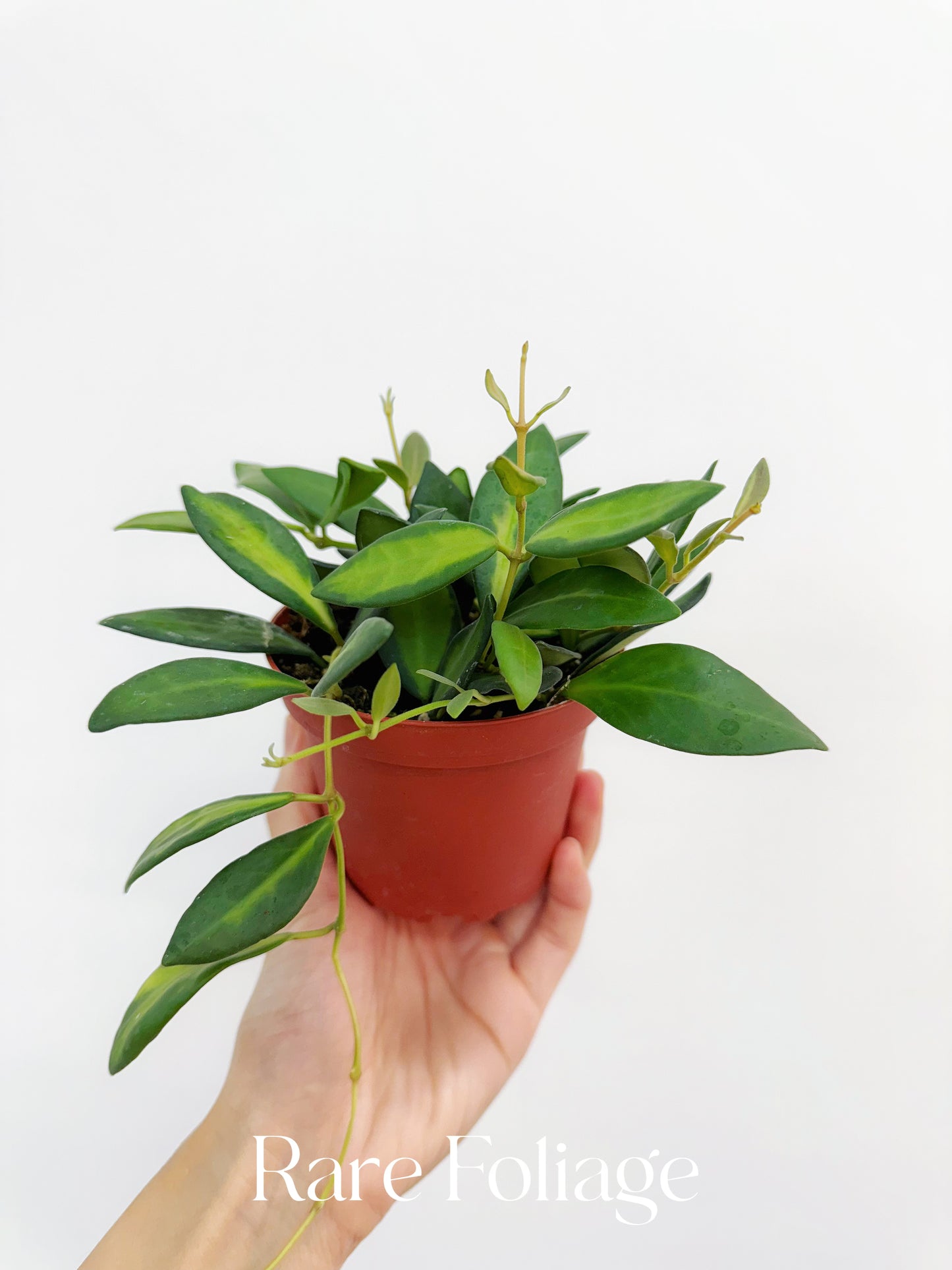 Hoya Burtoniae Variegated 4"
