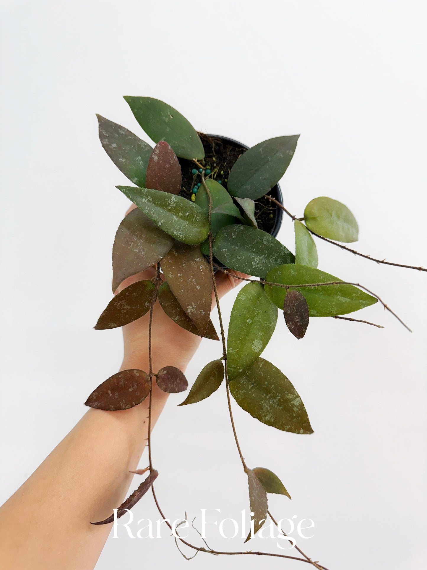 Hoya Caudata 4”