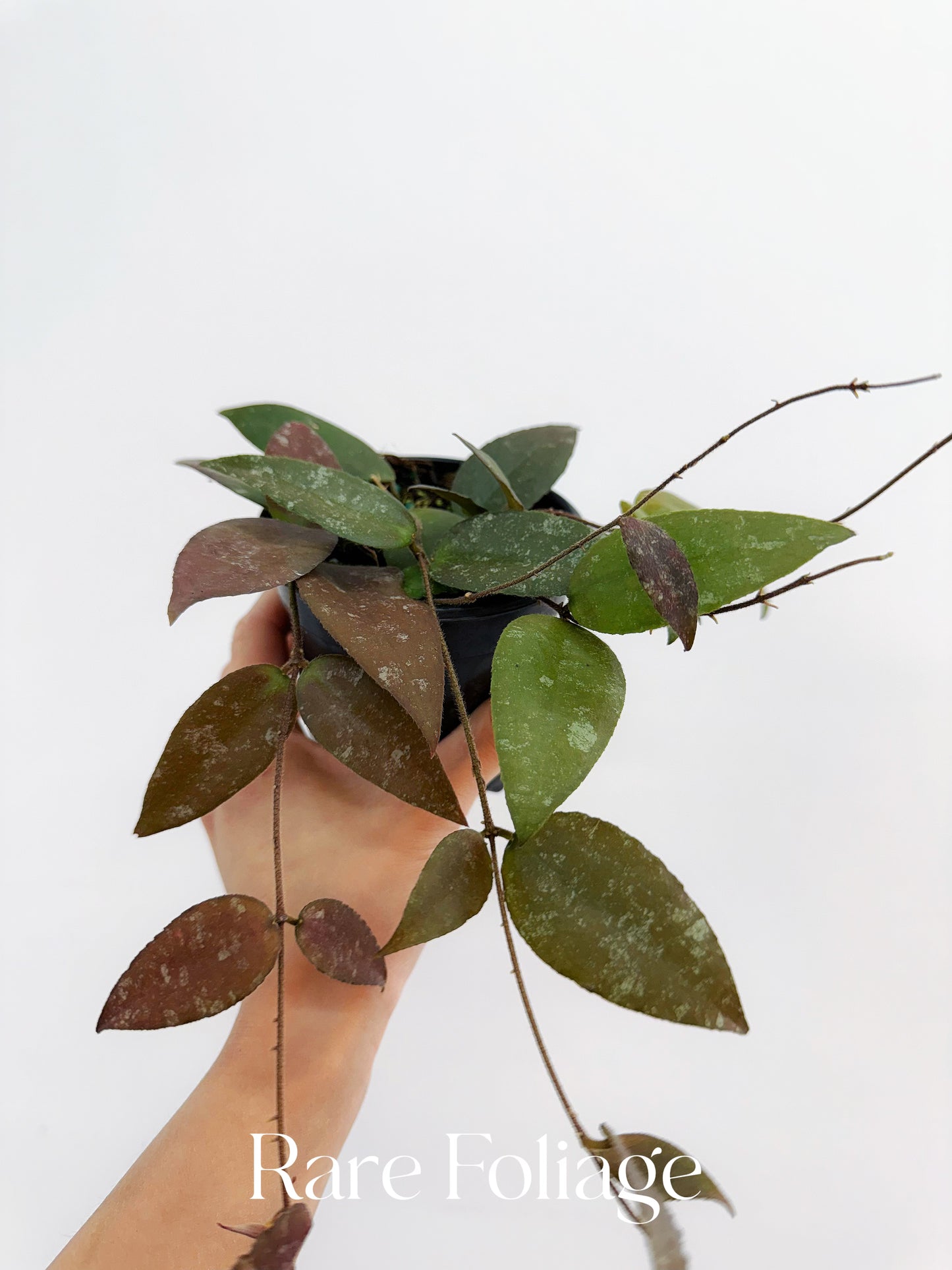 Hoya Caudata 4”
