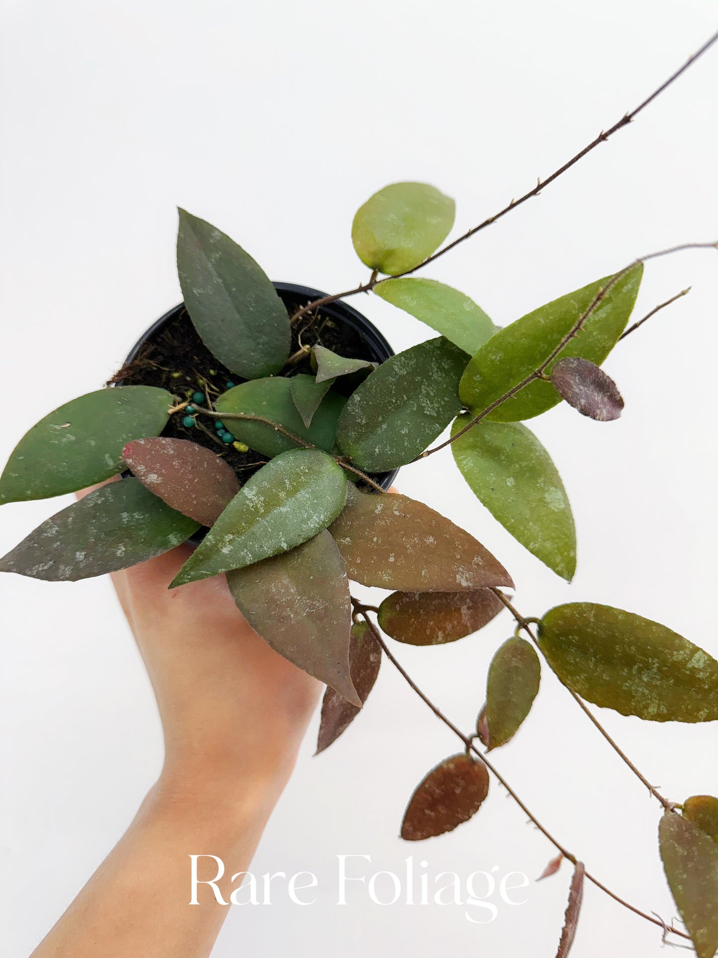 Hoya Caudata 4”