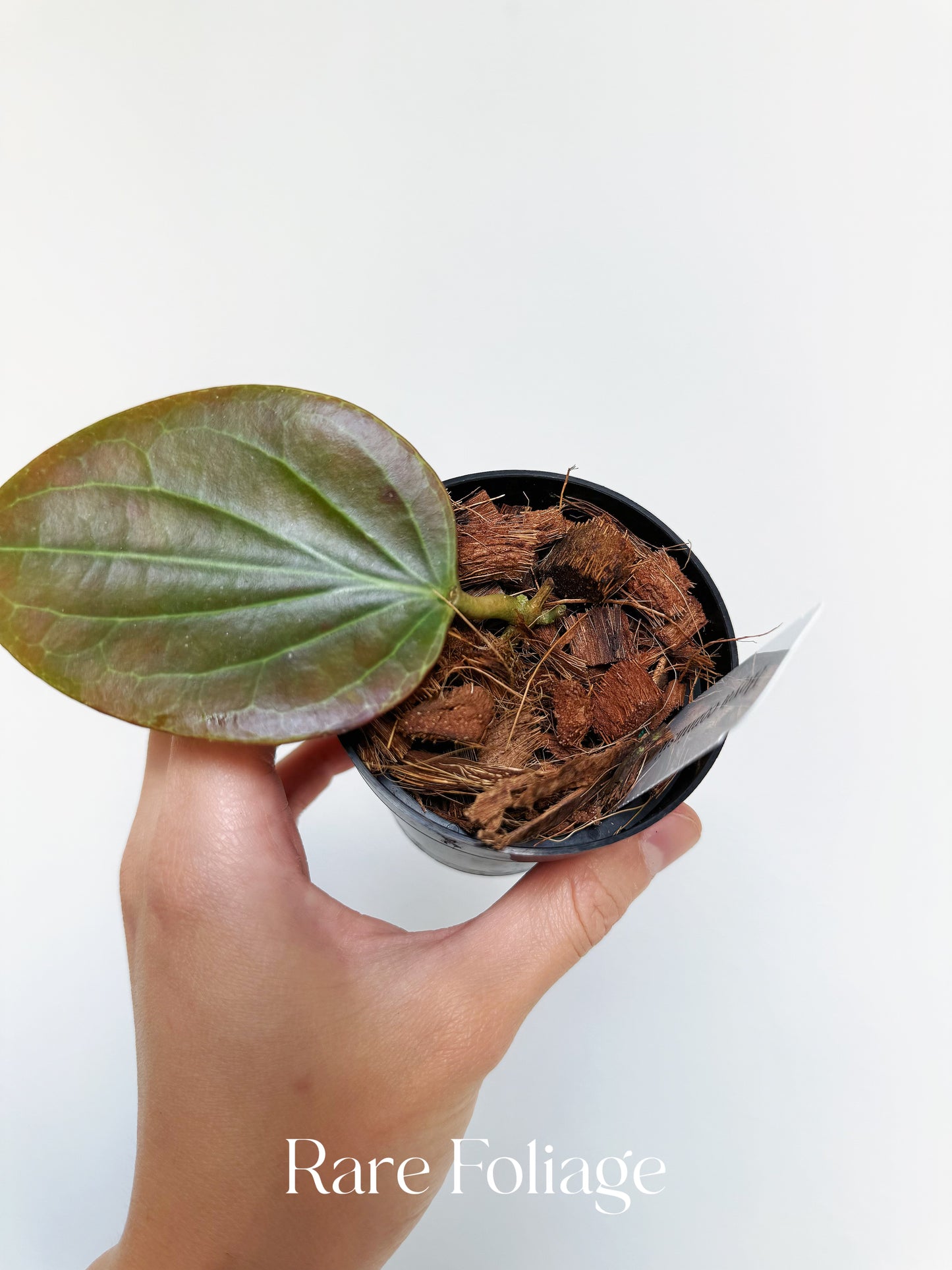 Hoya Cominsii 3"