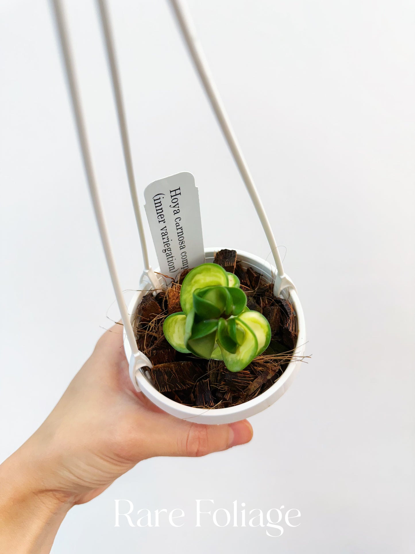 Hoya Compacta Mauna Loa Inner Variegated 3" Hanging Basket