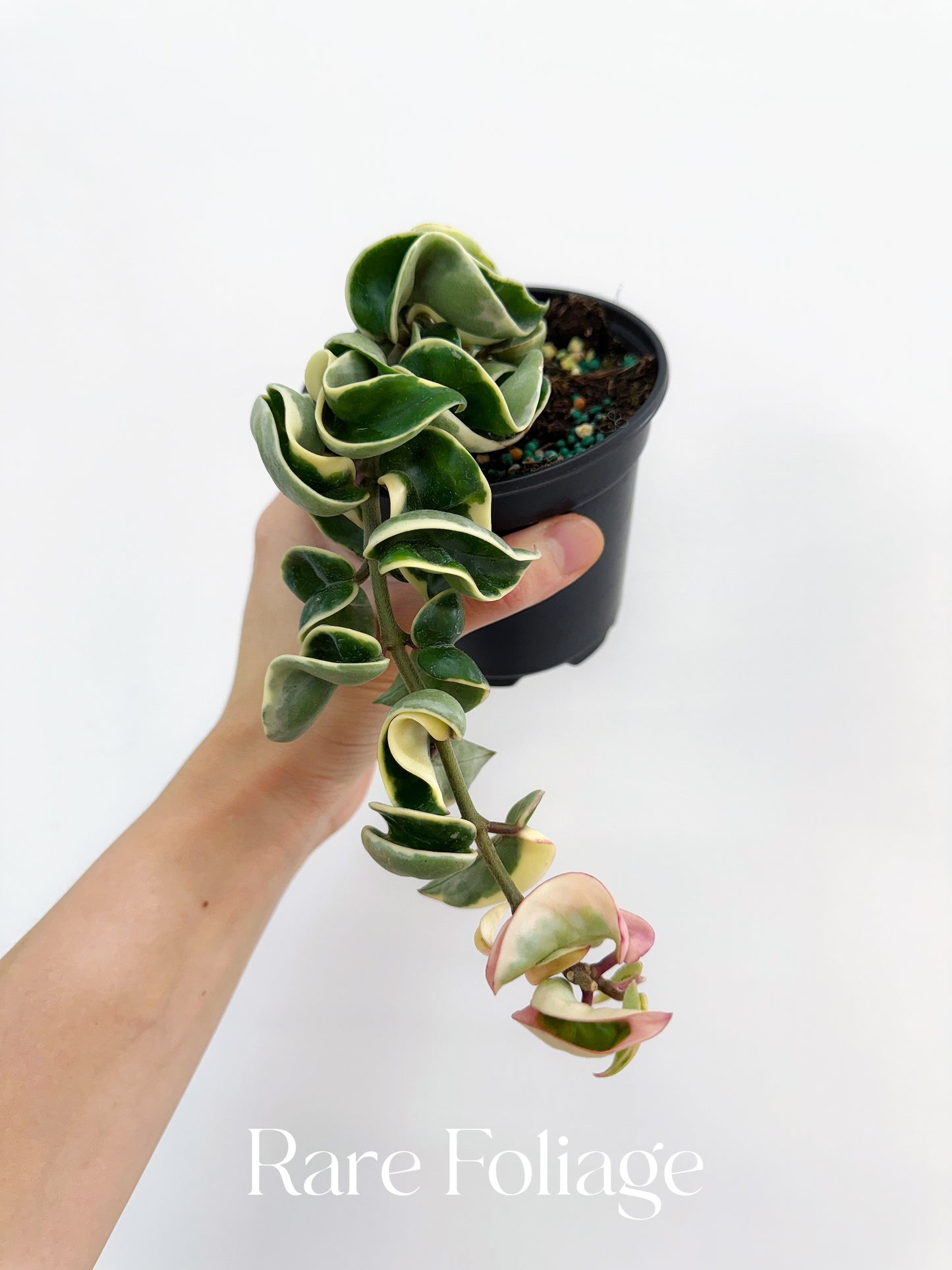 Hoya Compacta Variegated 4"