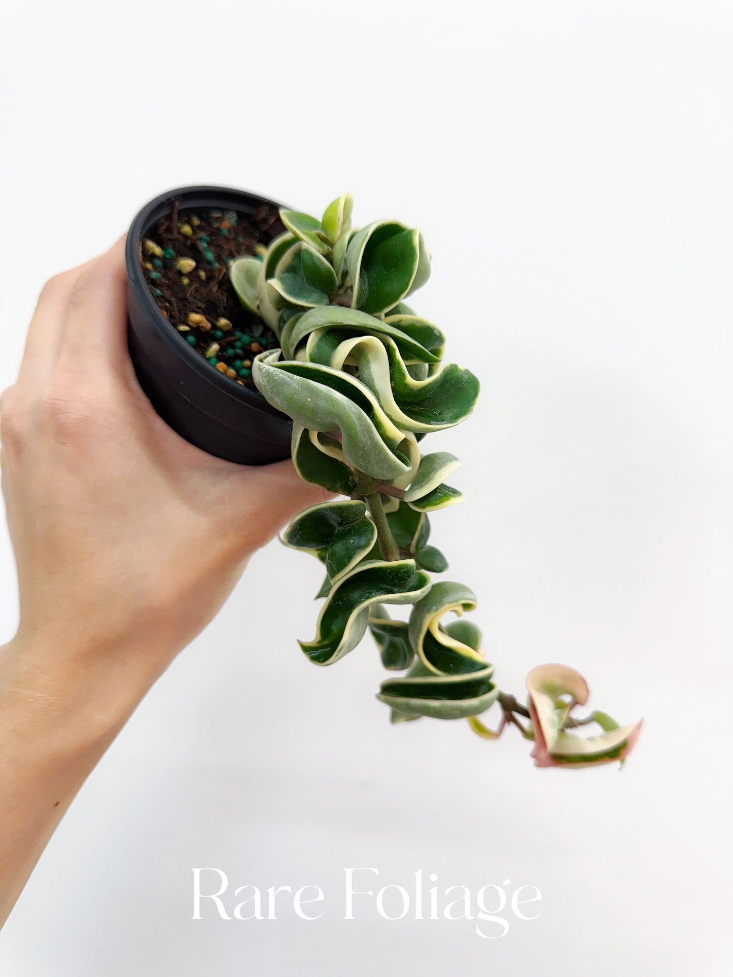 Hoya Compacta Variegated 4"