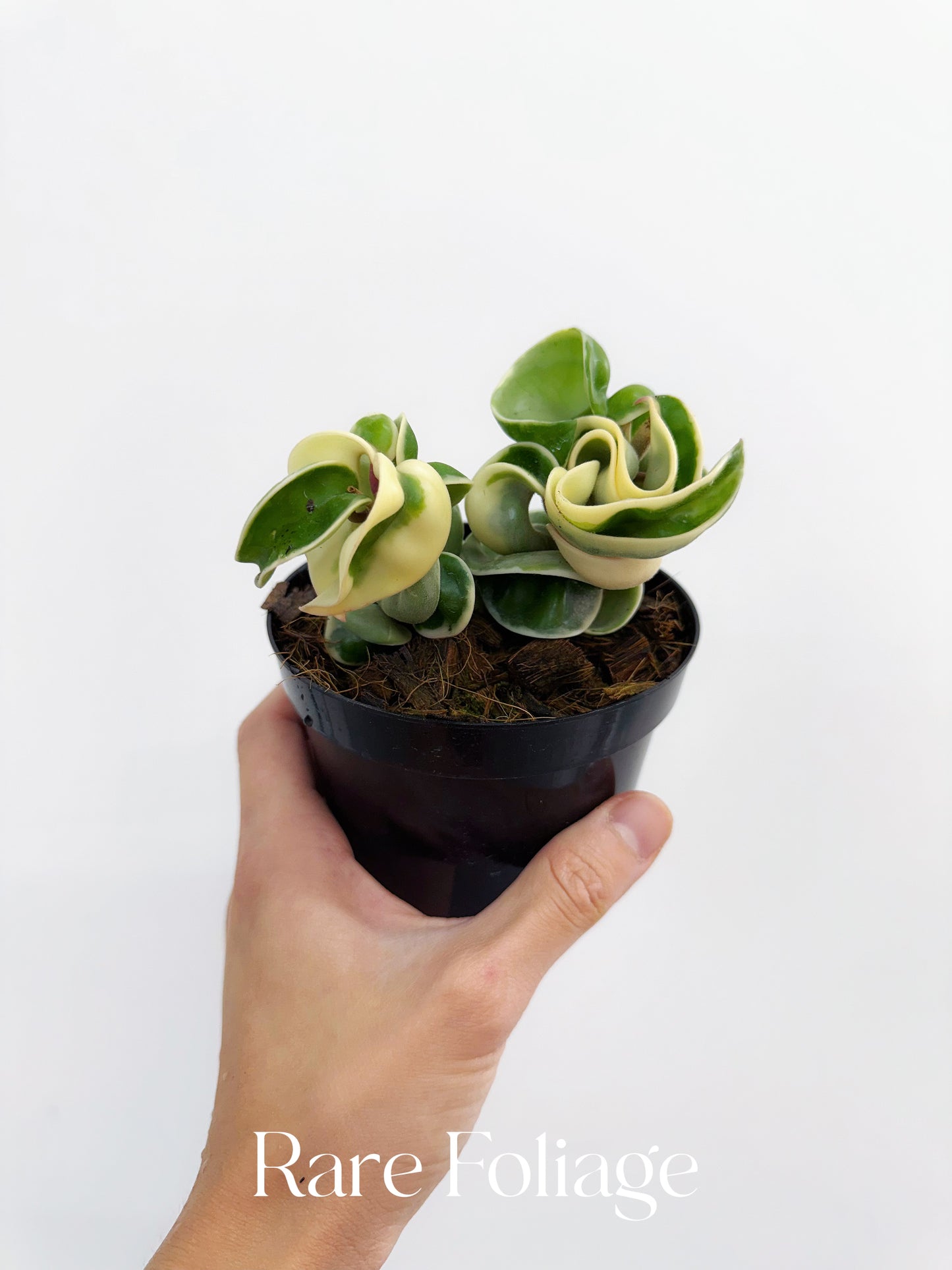 Hoya Carnosa Compacta Hindu Rope Variegata 4"