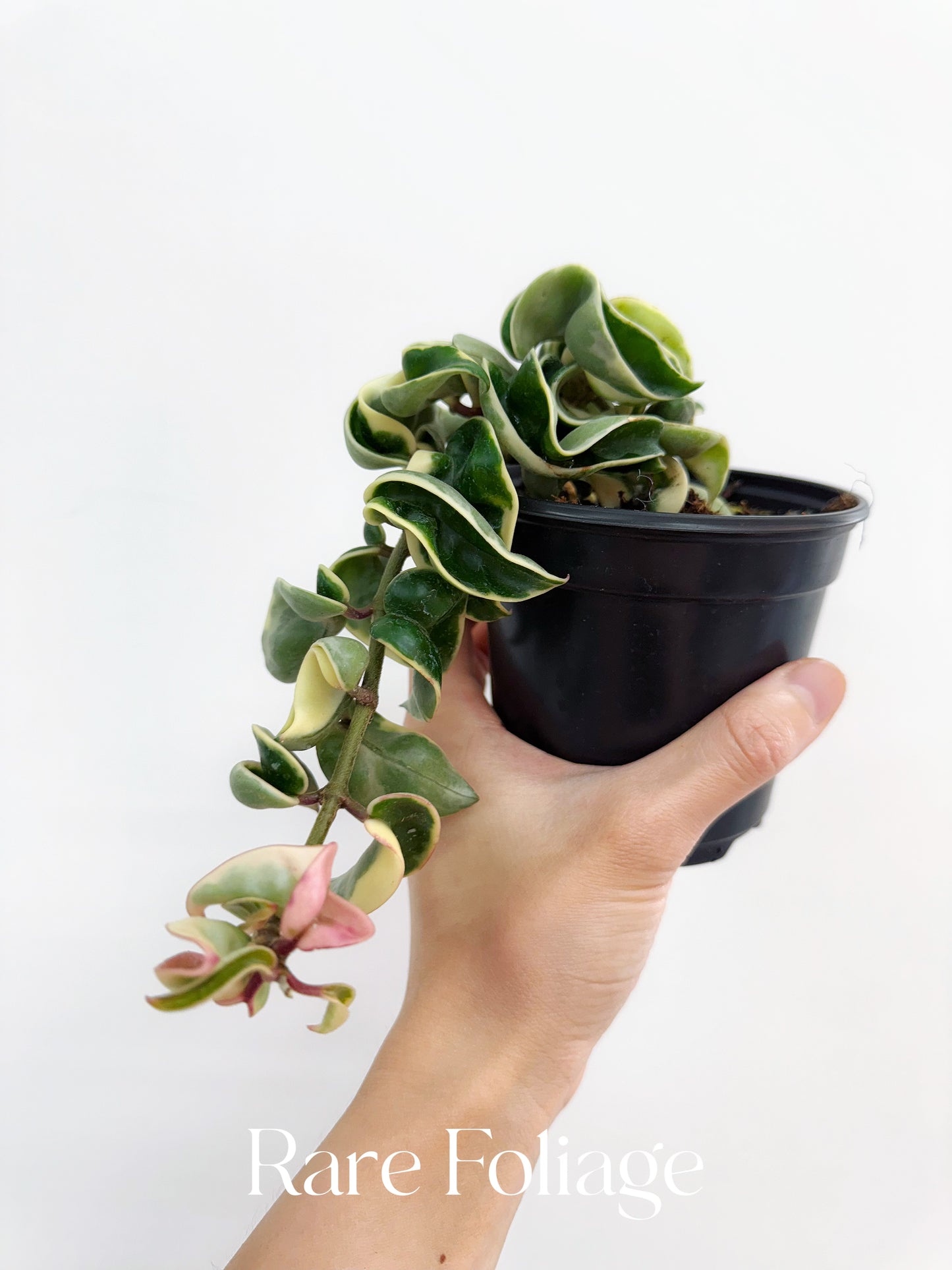 Hoya Compacta Variegated 4"