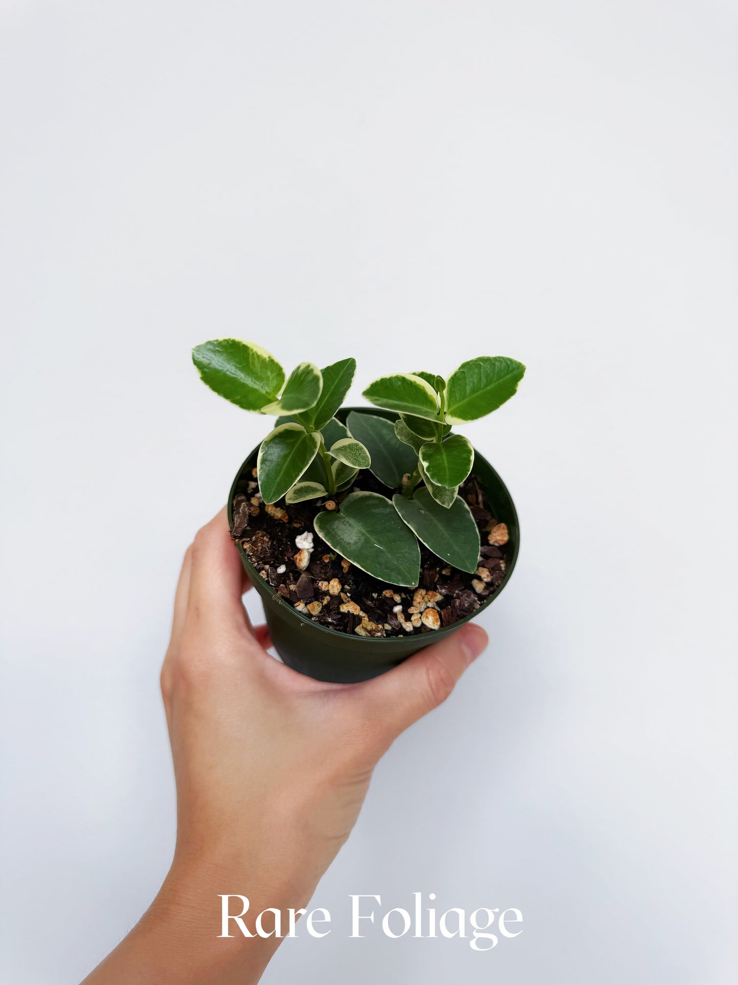 Hoya Cumingiana Albo 4"