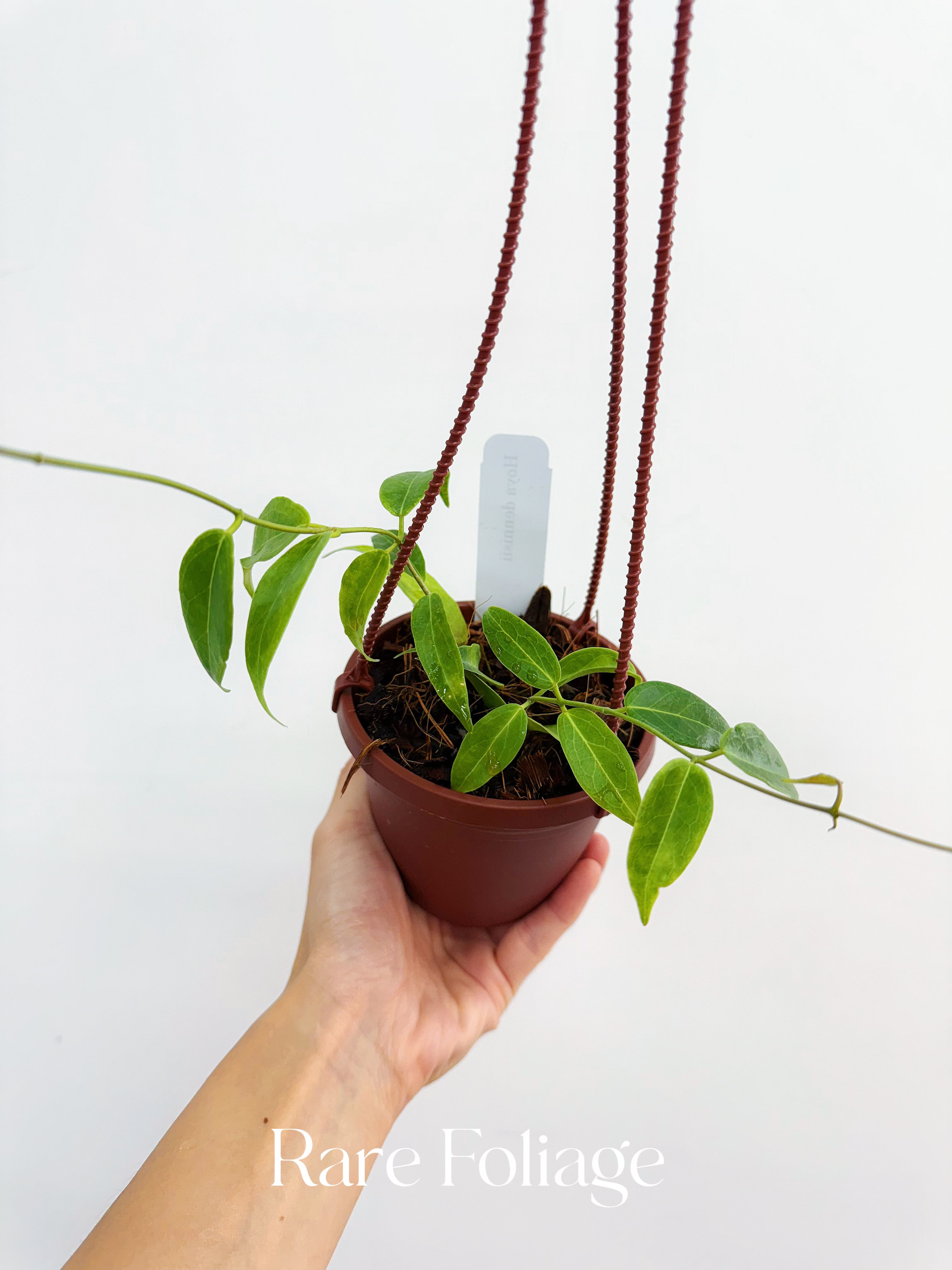 hoya plant hanging basket Hoya Dennisii 4" Hanging Basket