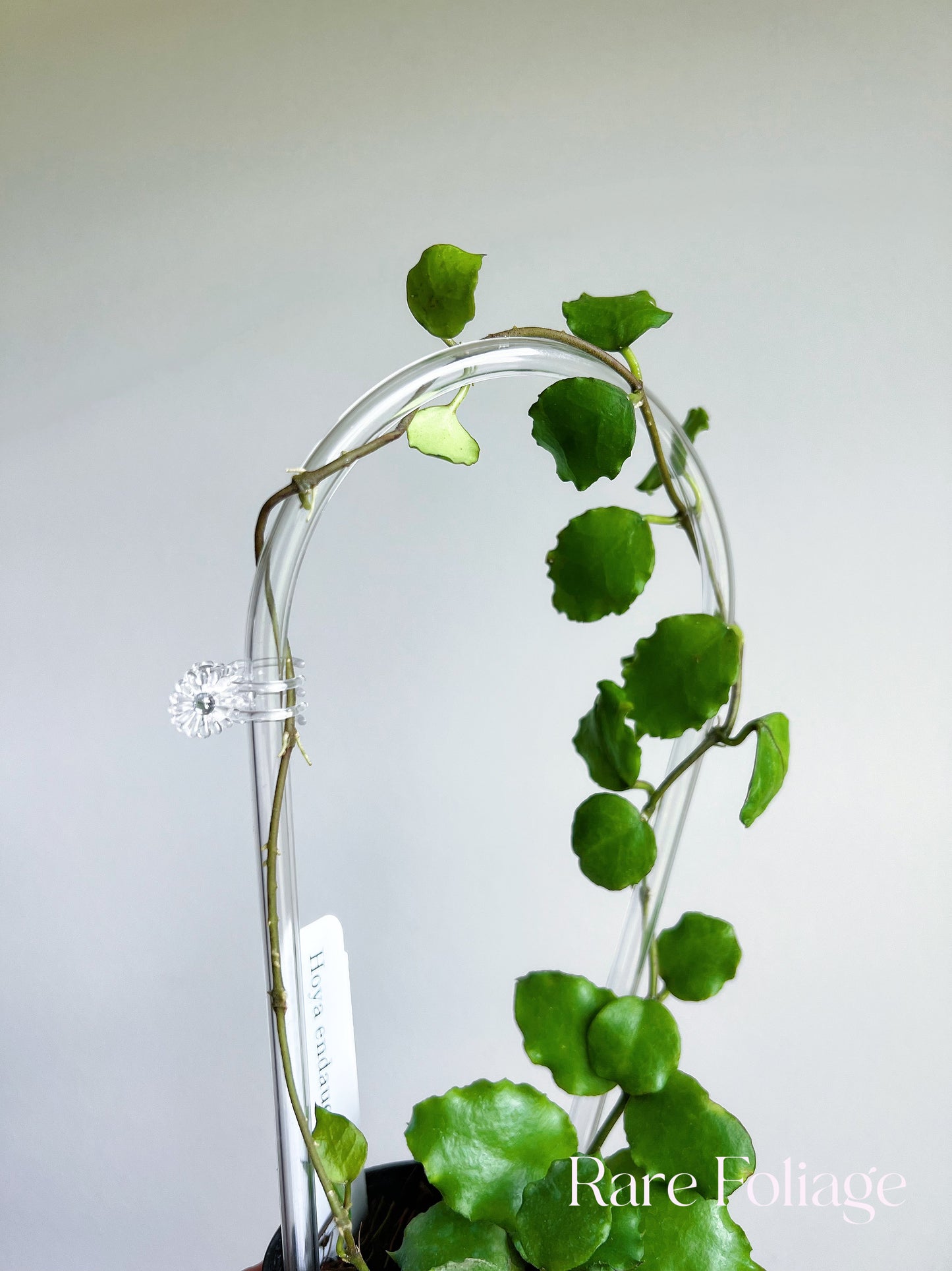 Hoya Endauensis 3” on Clear Trellis