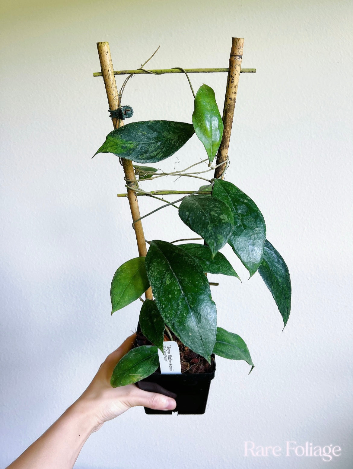 Hoya Finlaysonii Chicken Farm Trellis 4