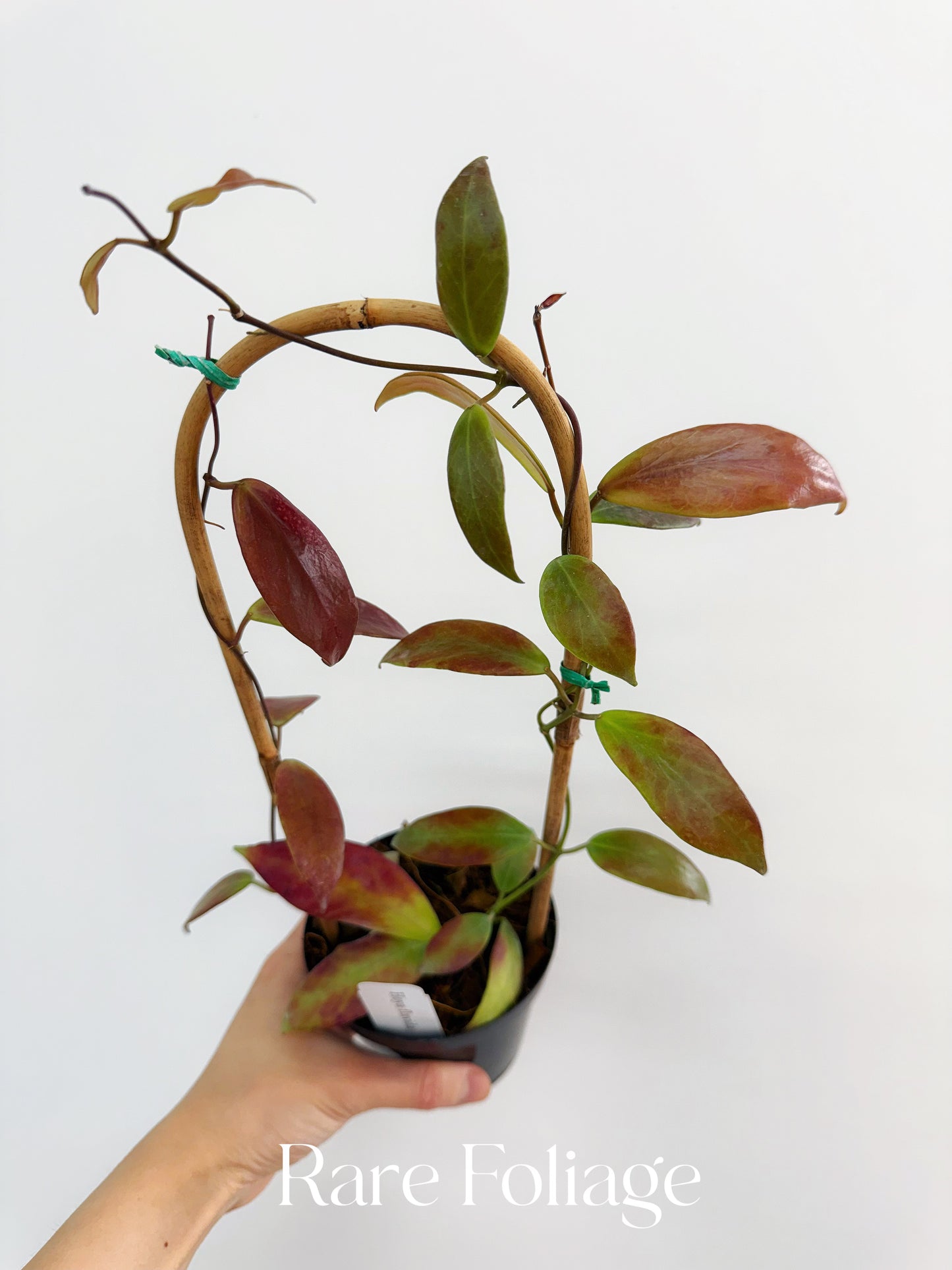 Hoya Flavida Trellis 4"