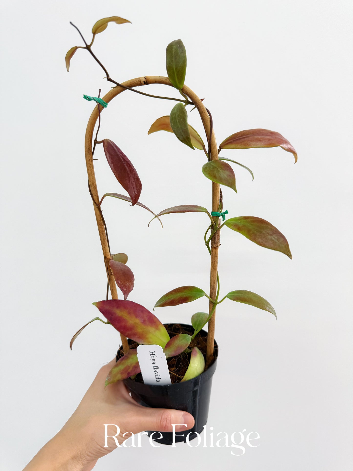 Hoya Flavida Trellis 4"