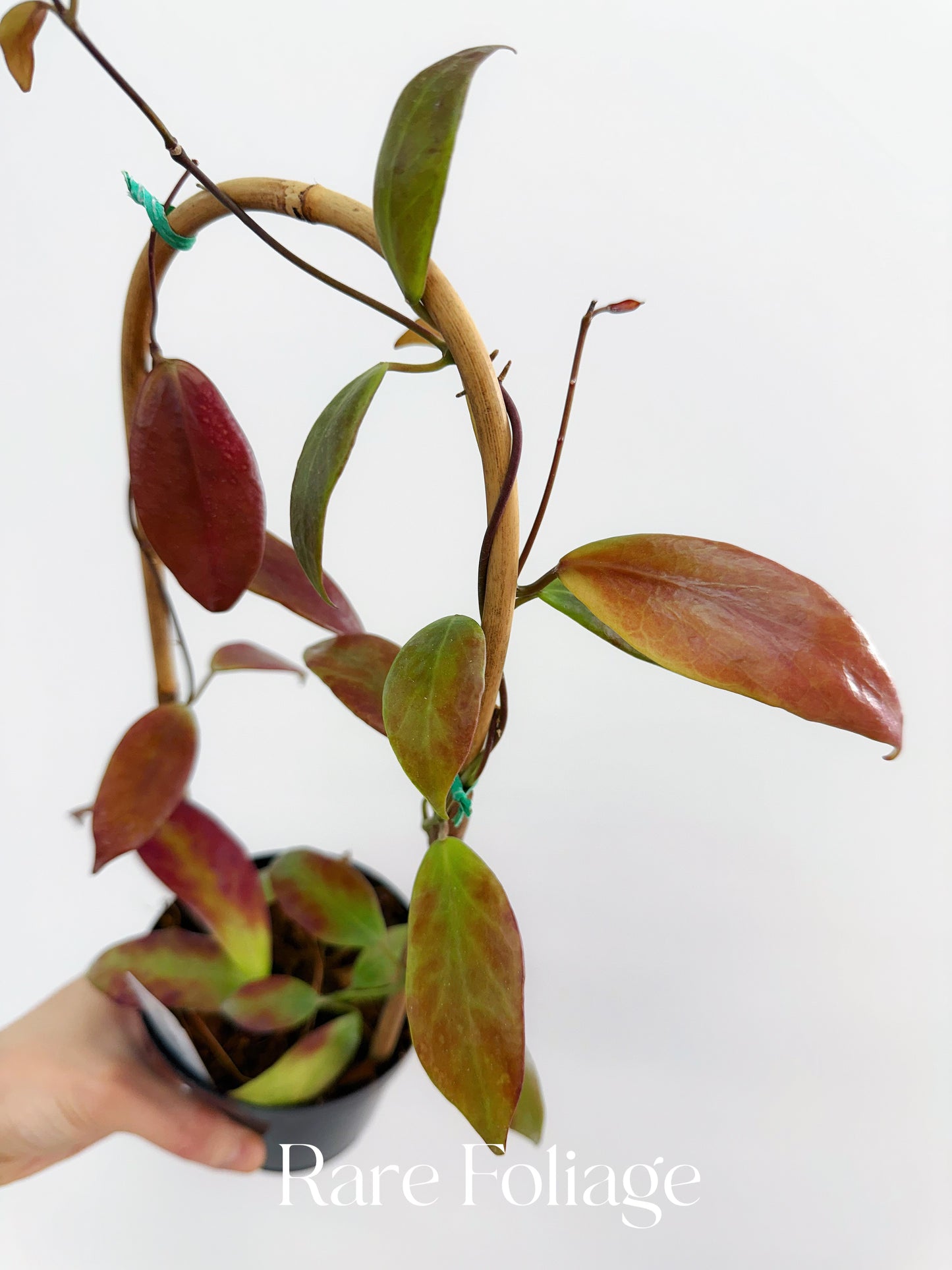 Hoya Flavida Trellis 4"