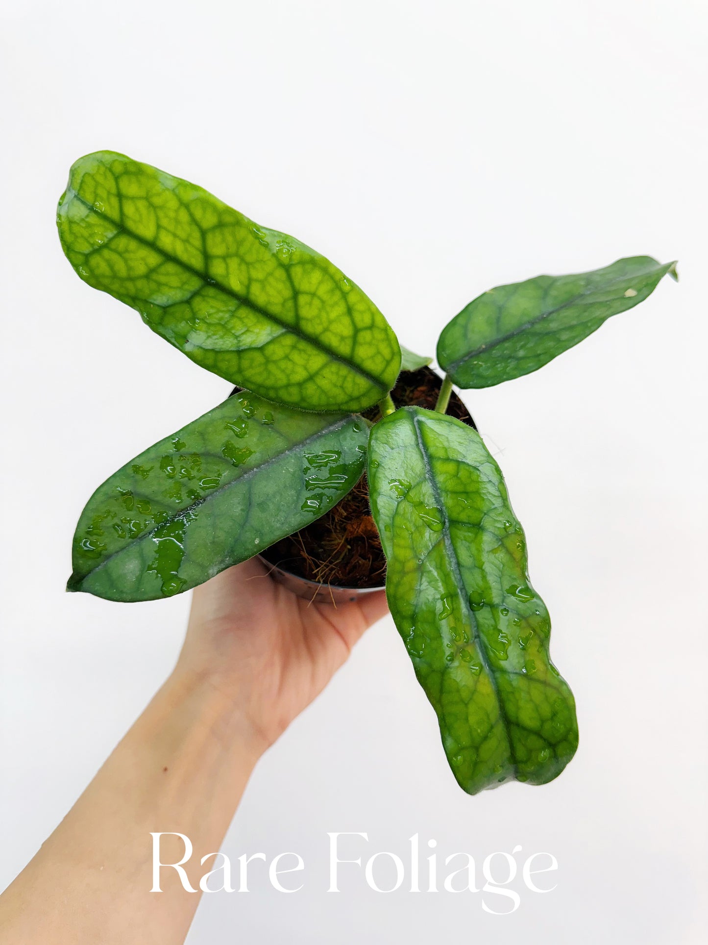 Hoya Globulosa 4"