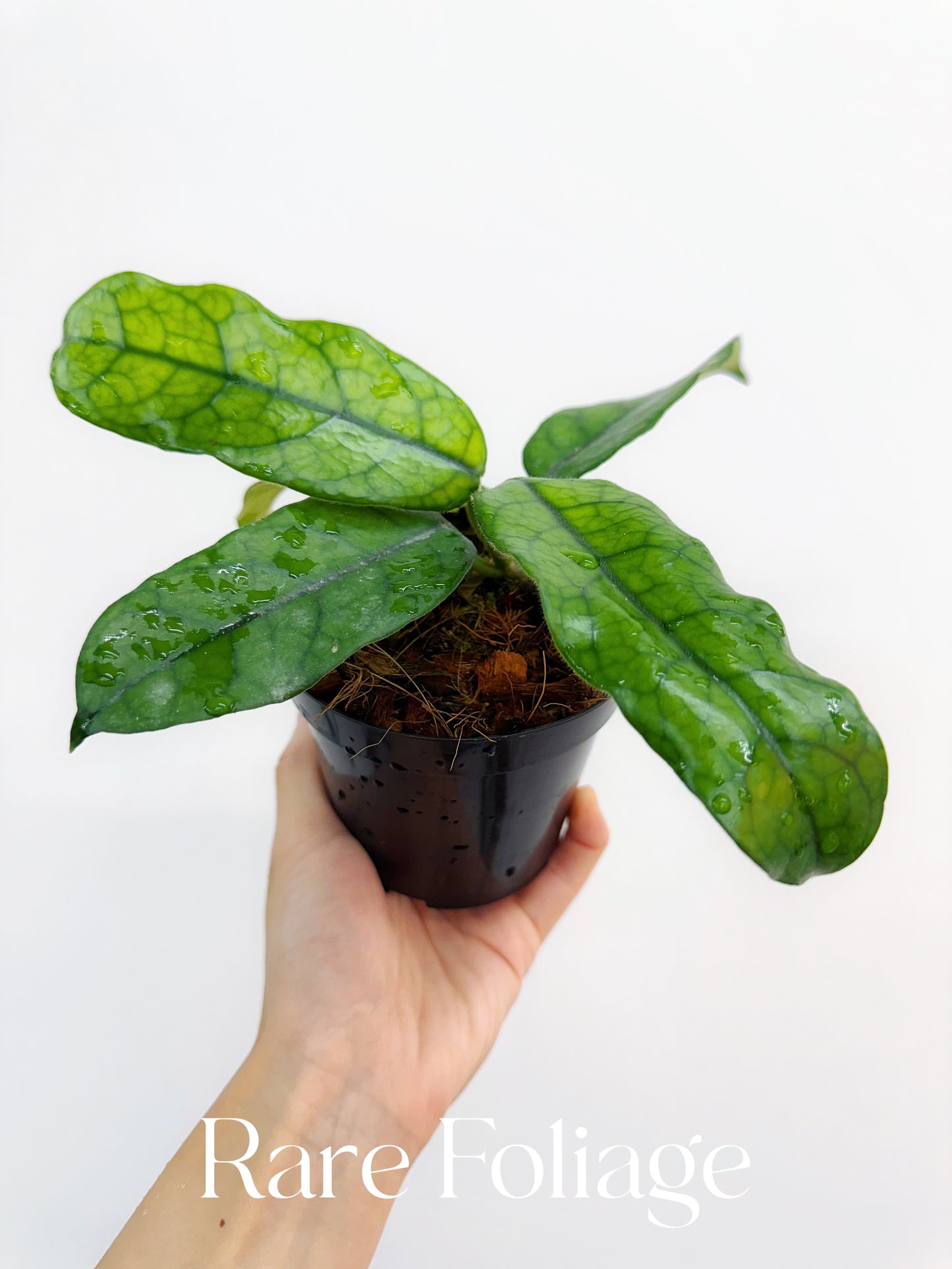 Hoya Globulosa 4"