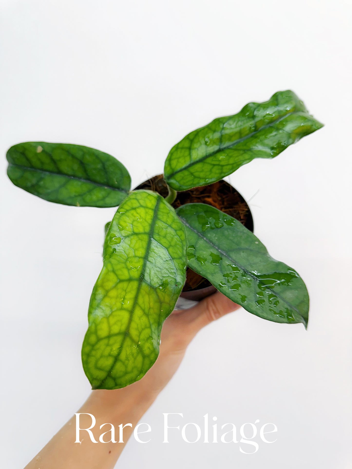 Hoya Globulosa 4"
