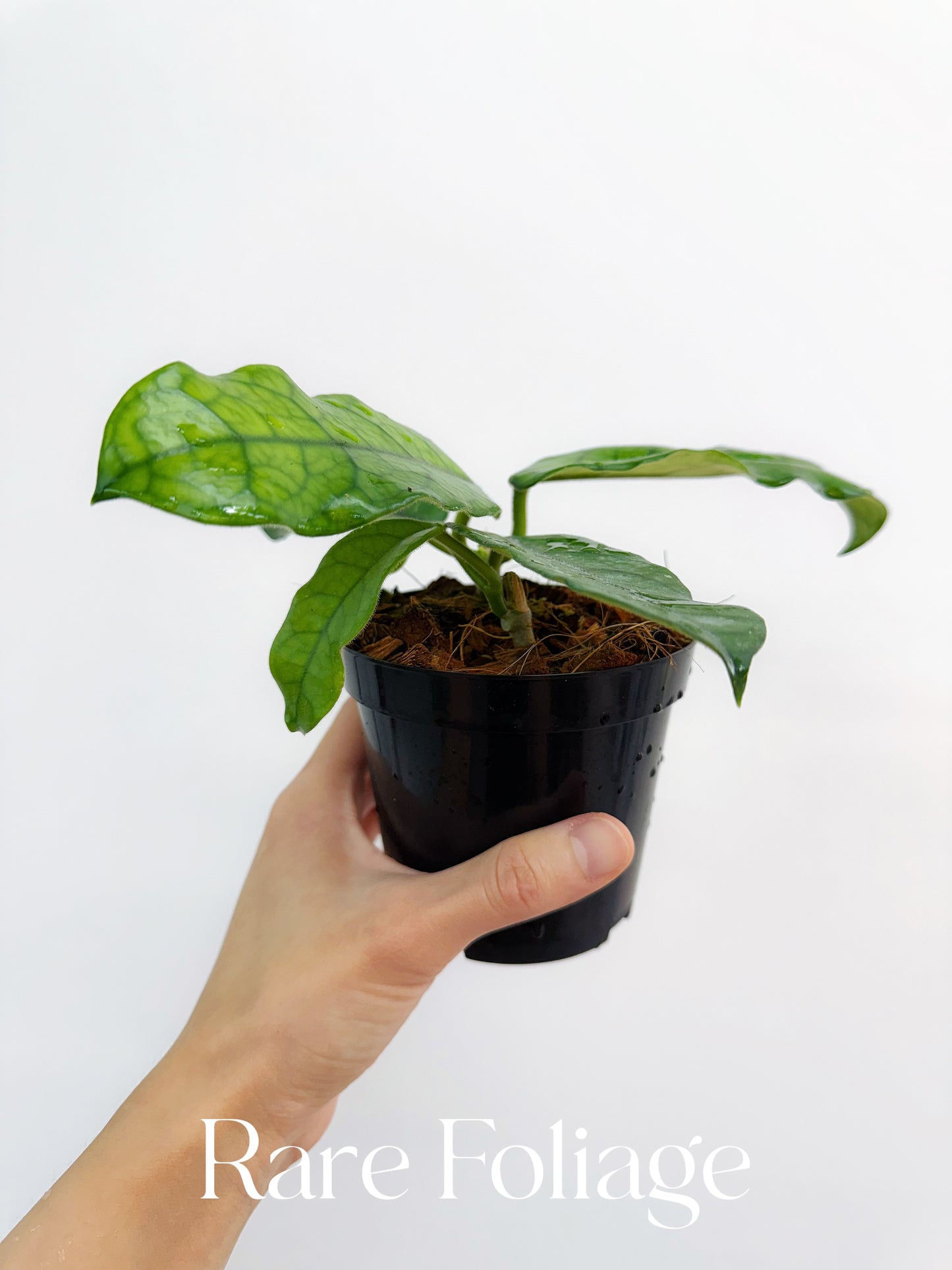 Hoya Globulosa 4"