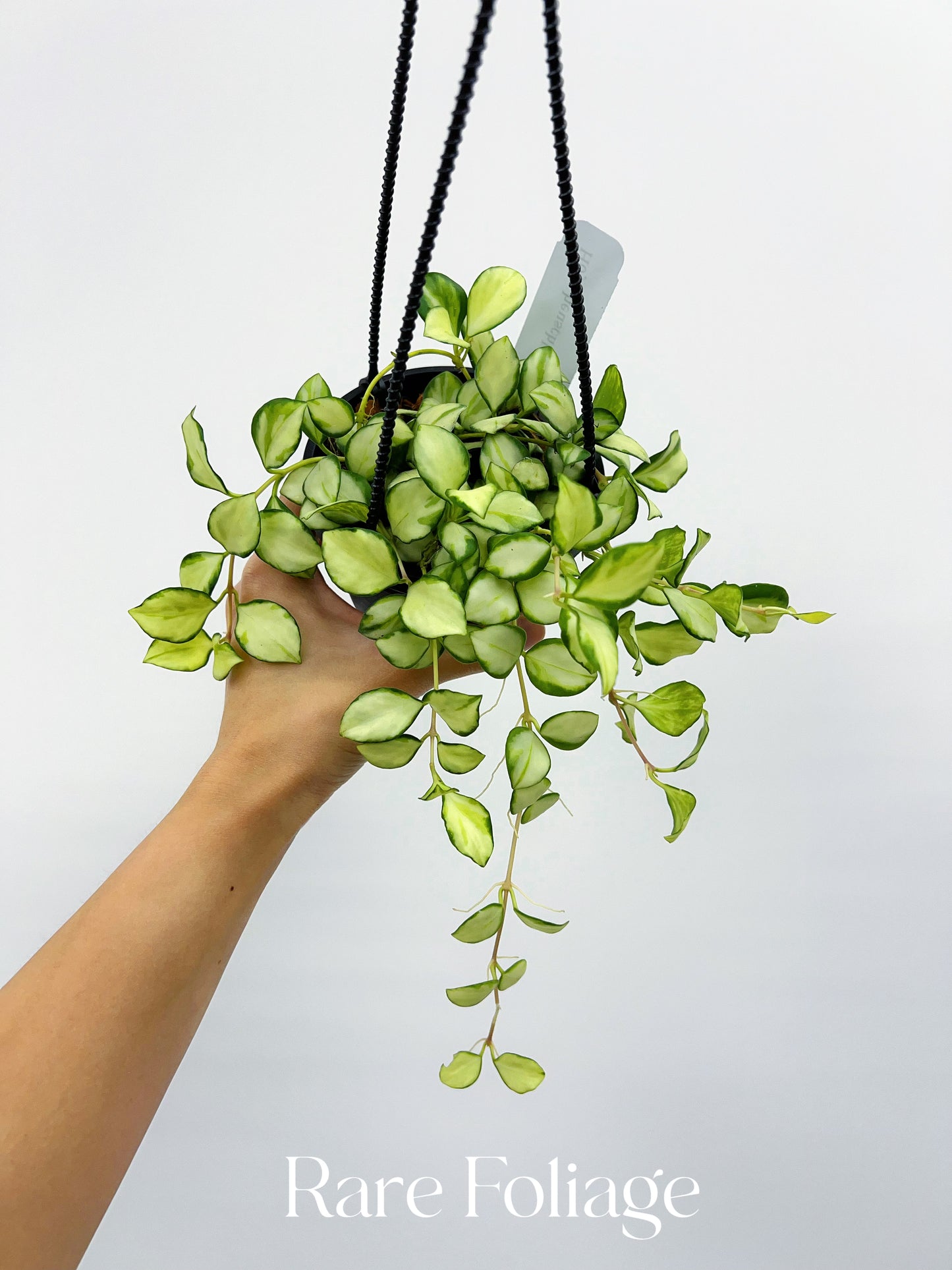 Hoya Heuschkeliana Variegata 4” Hanging Basket