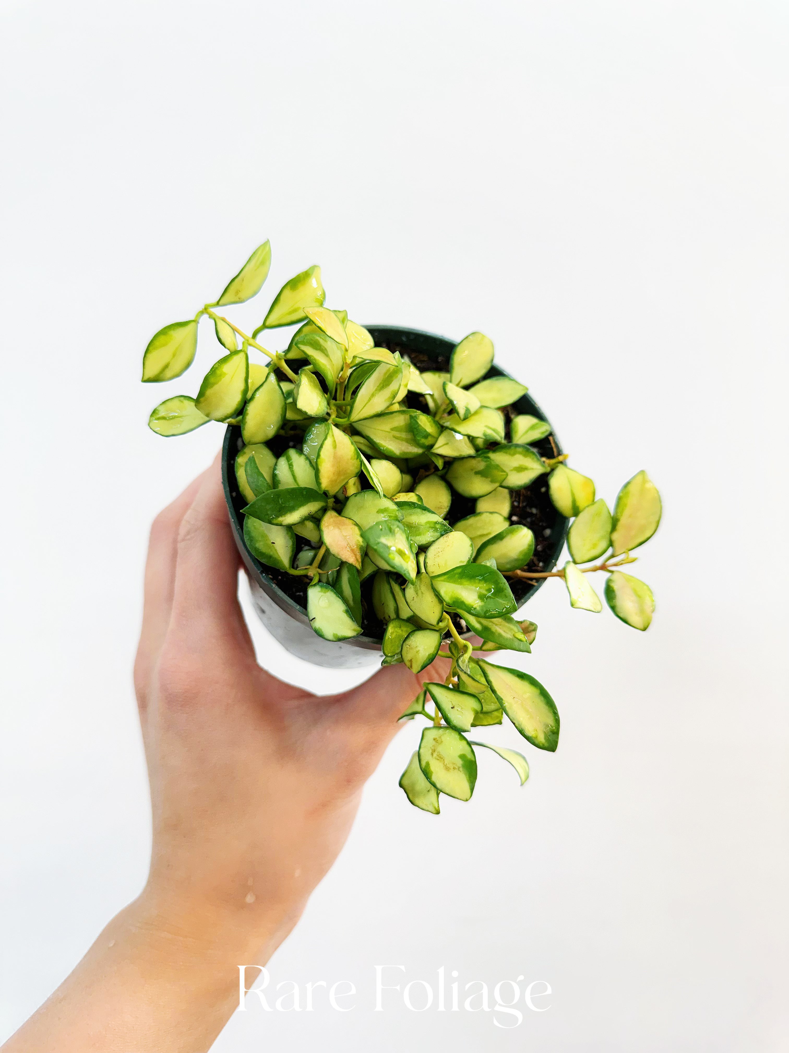 epipremnum pinnatum marble variegata pflege Epipremnum Pinnatum Marble Variegated 8” Totem – Rare Foliage Plant Co main image 1