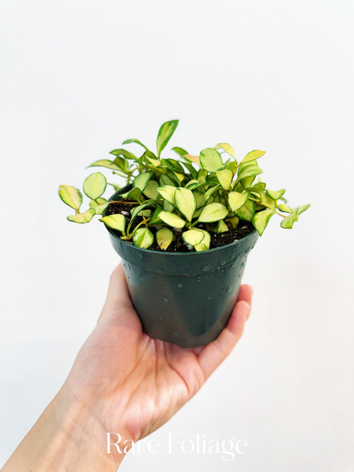 Hoya Heuschkeliana Variegata 4”