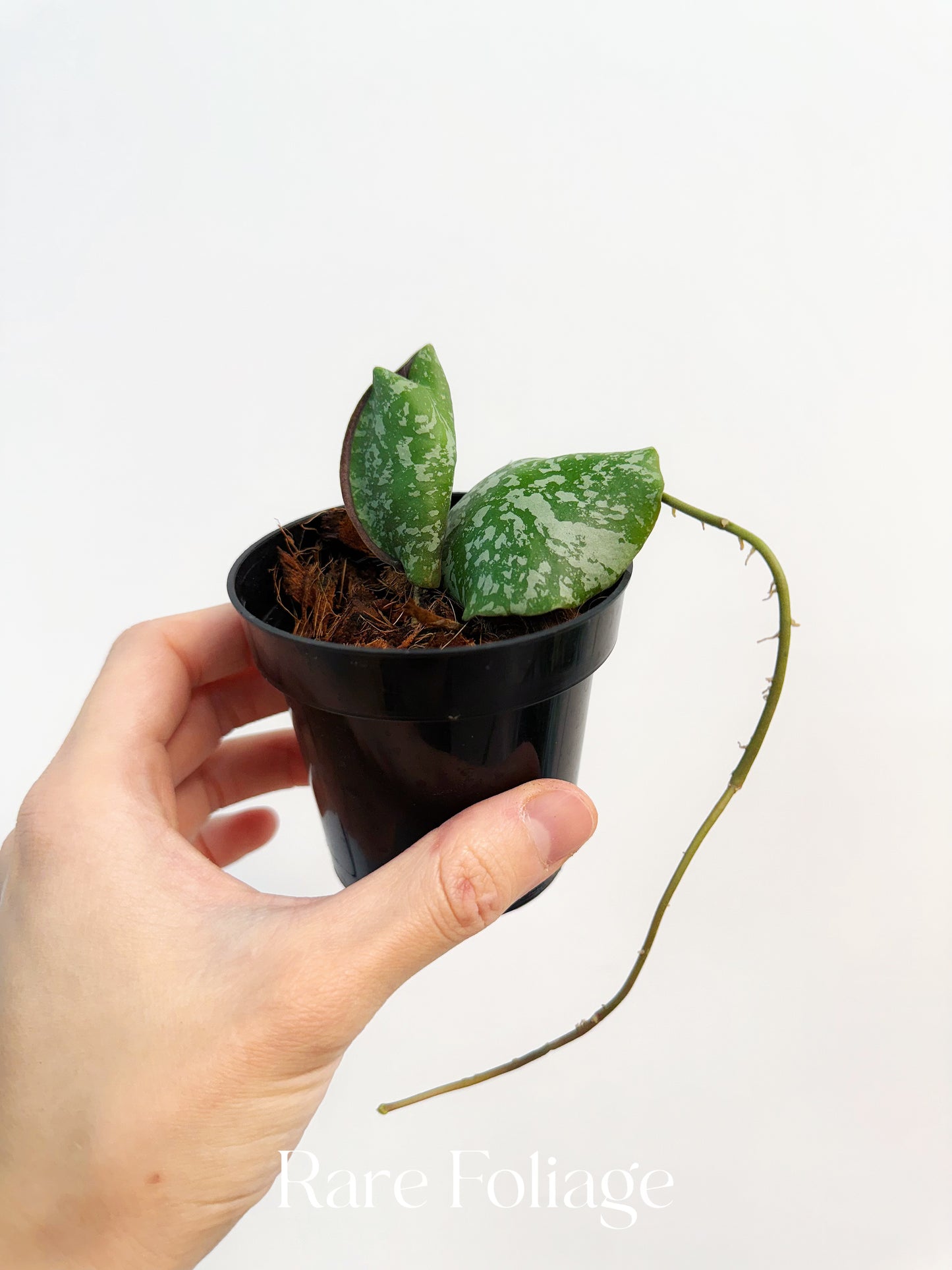 Hoya Imbricata 3"