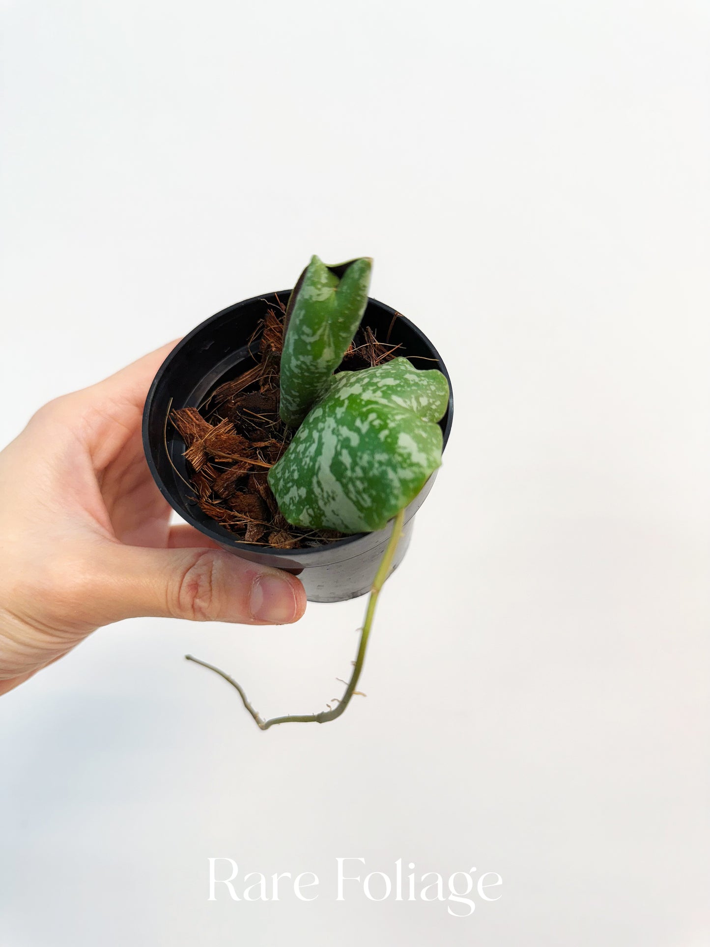 Hoya Imbricata 3"