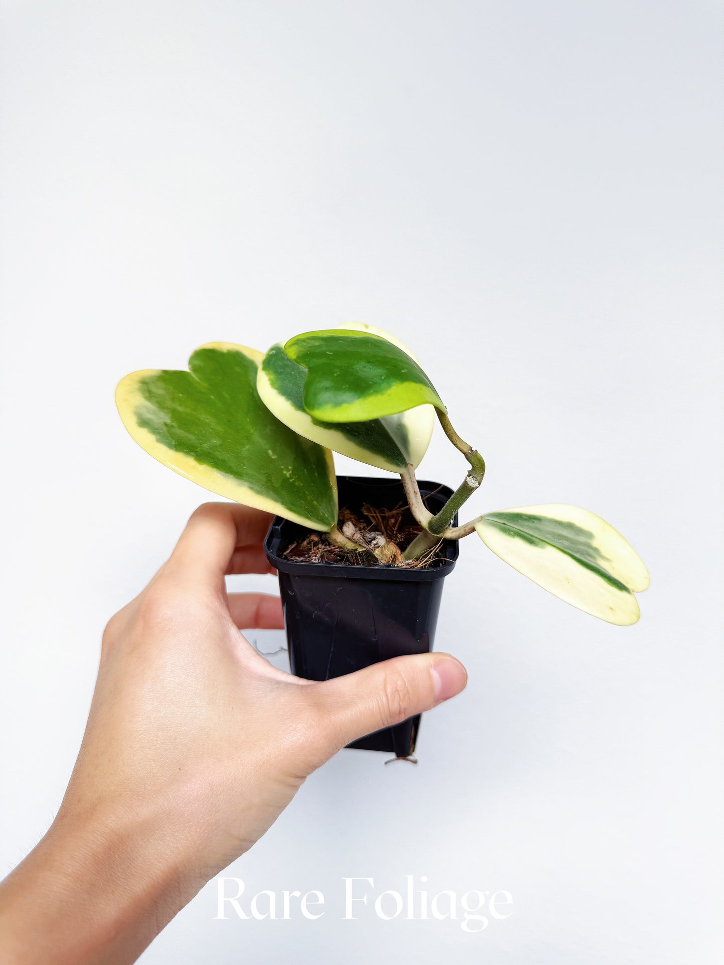 Hoya Kerri Outer Variegated 3"