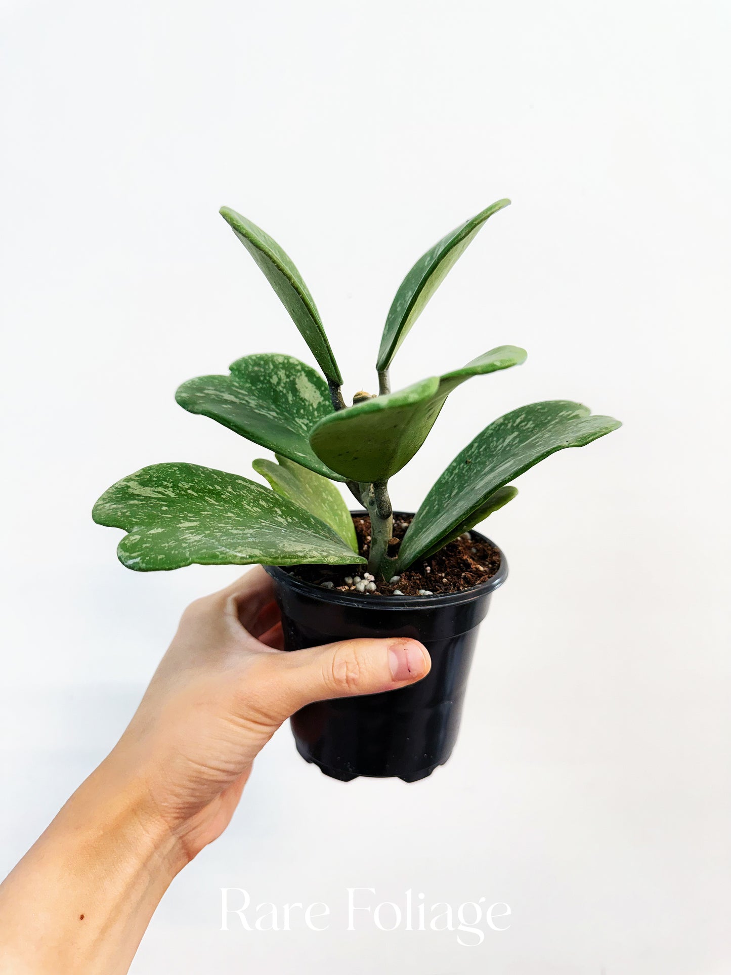 Hoya Kerrii Splash Variegated 4”