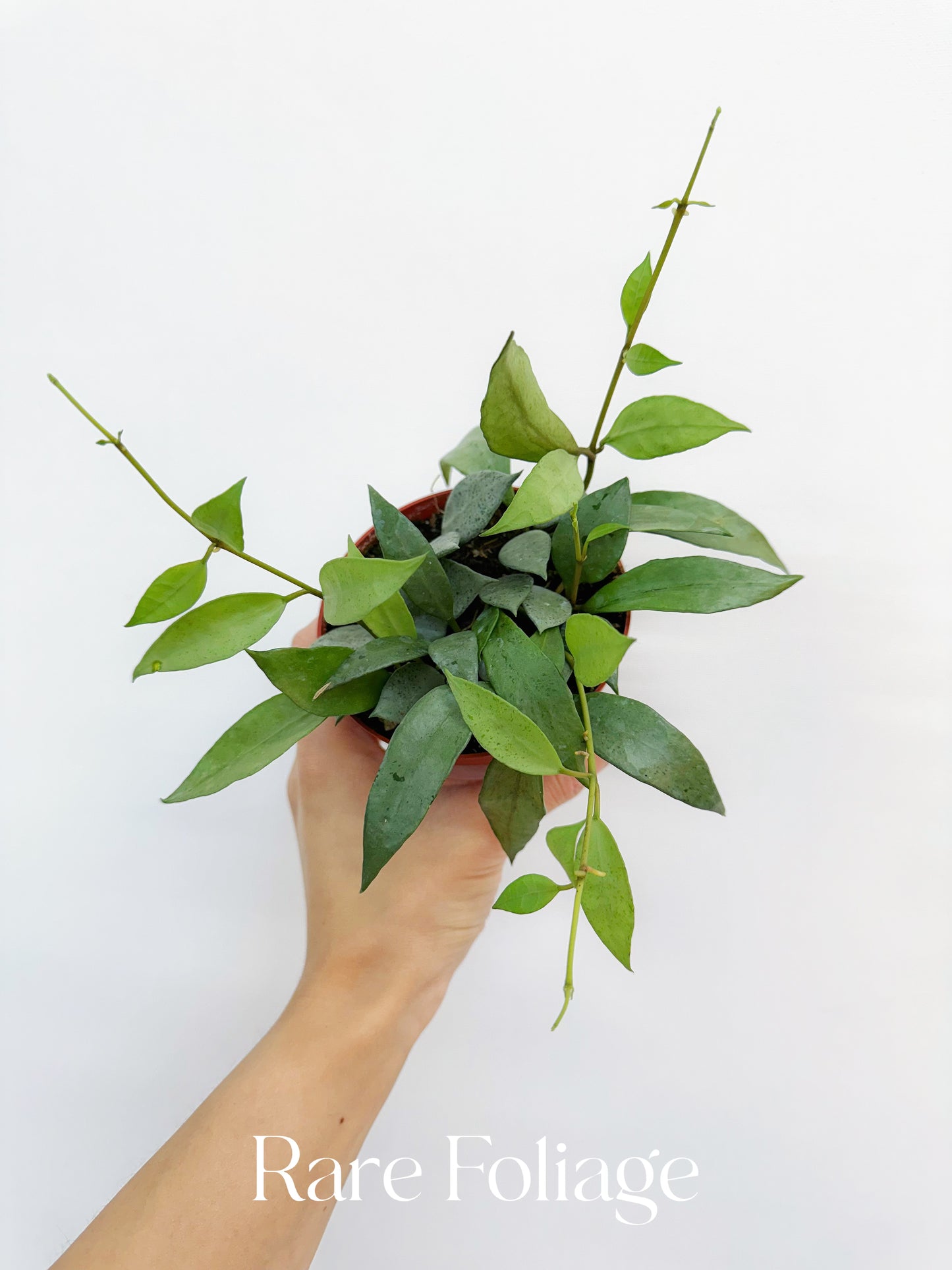 Hoya Lacunosa Mint 4"