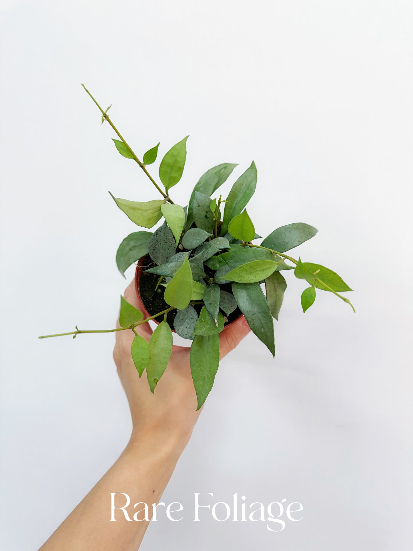 Hoya Lacunosa Mint 4"