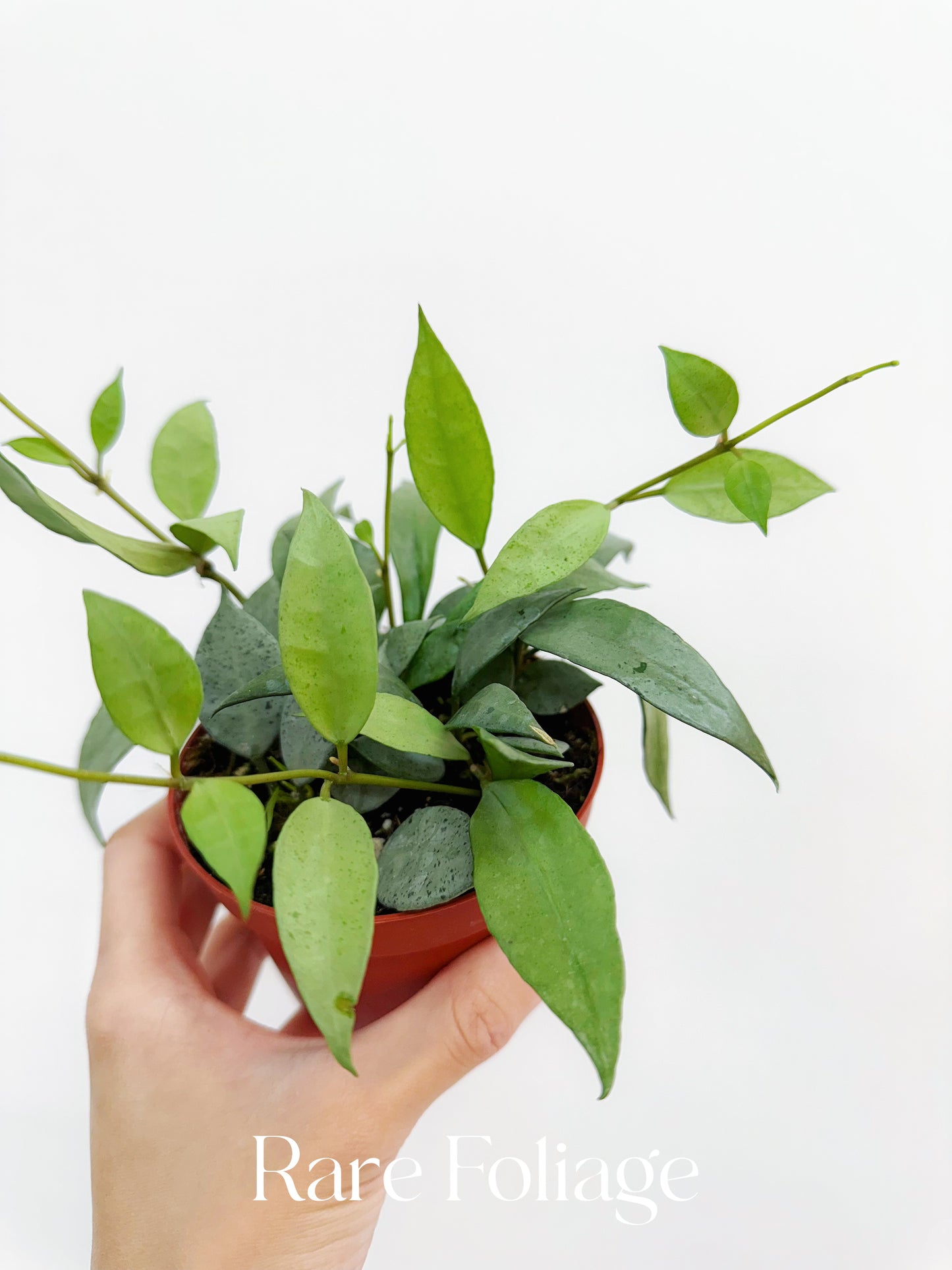 Hoya Lacunosa Mint 4"