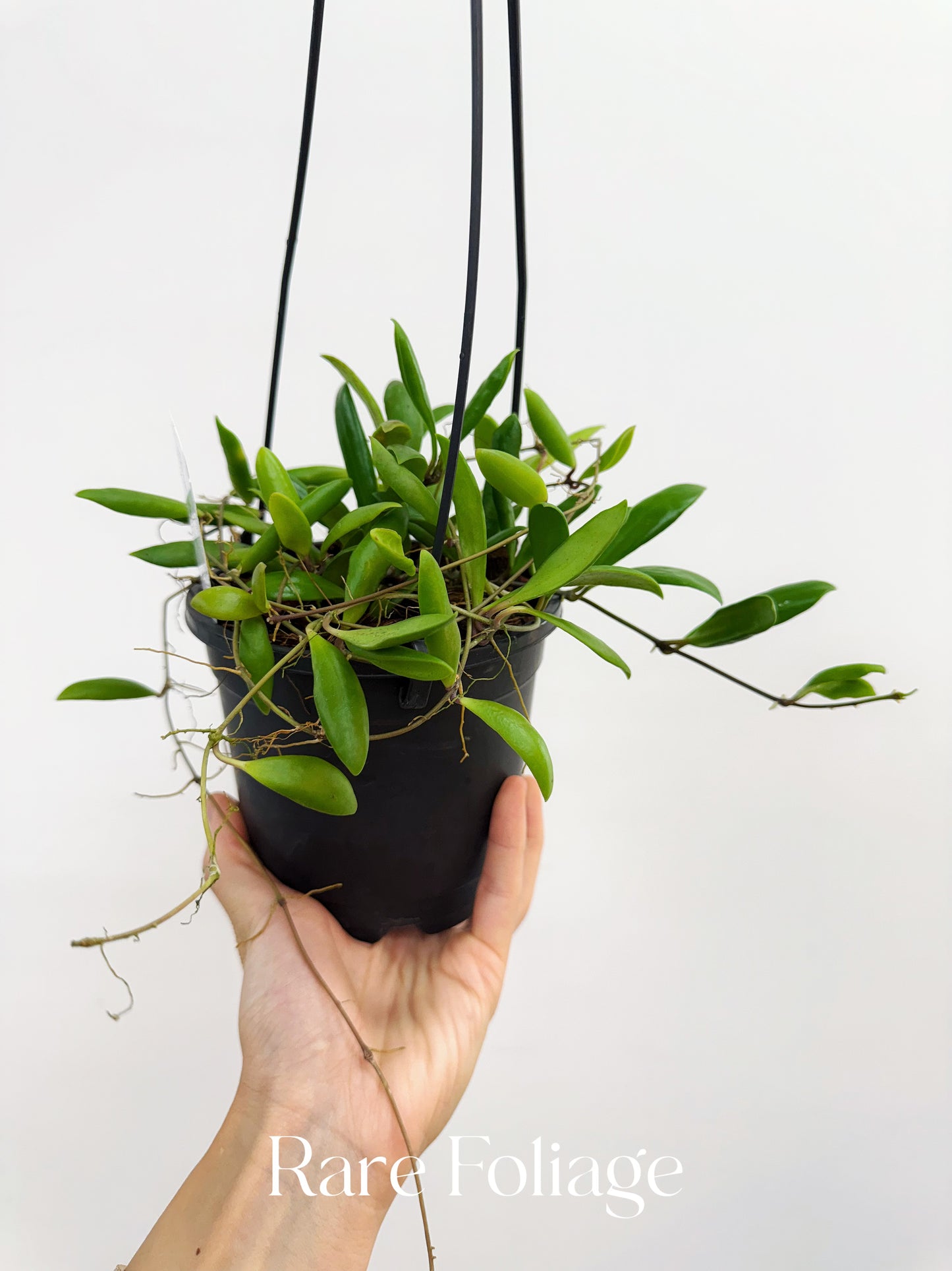 Hoya Loheri 5" Hanging Basket