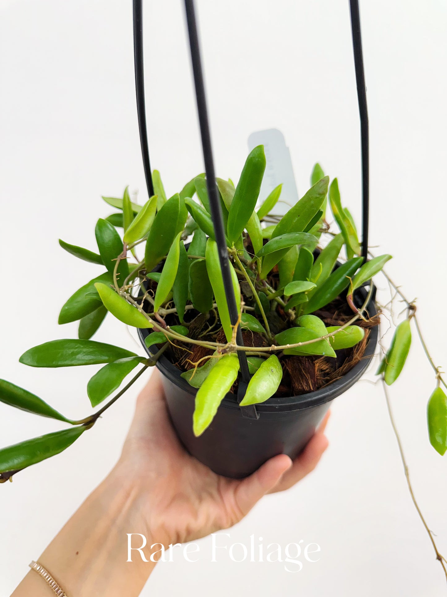 Hoya Loheri 5" Hanging Basket
