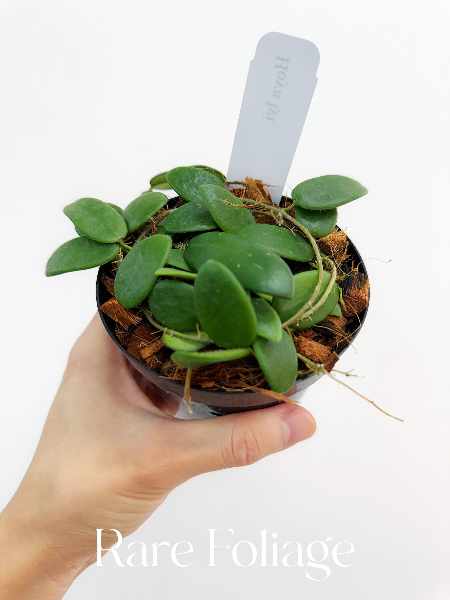 Hoya Lyi 4”