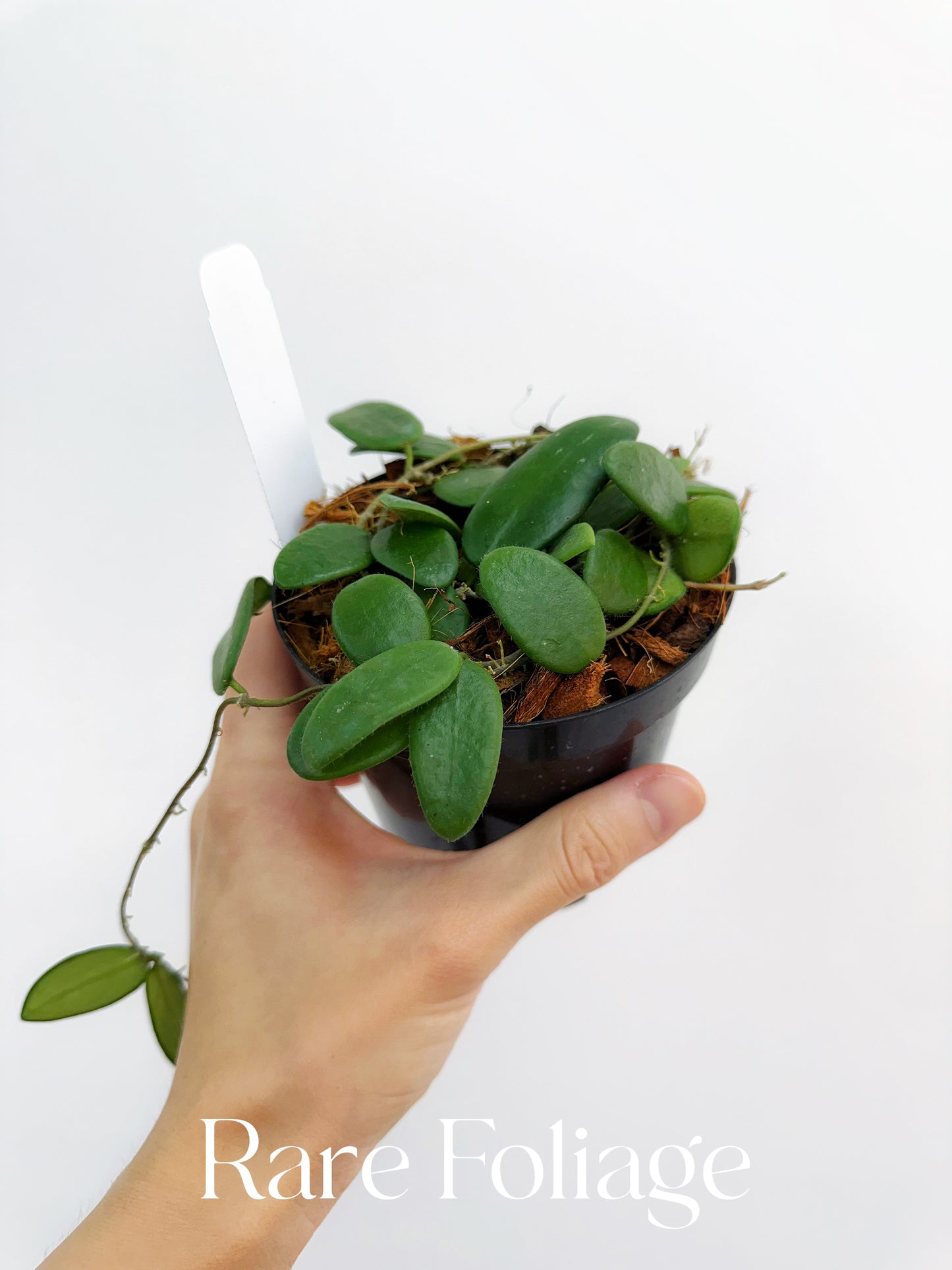 Hoya Lyi 4”